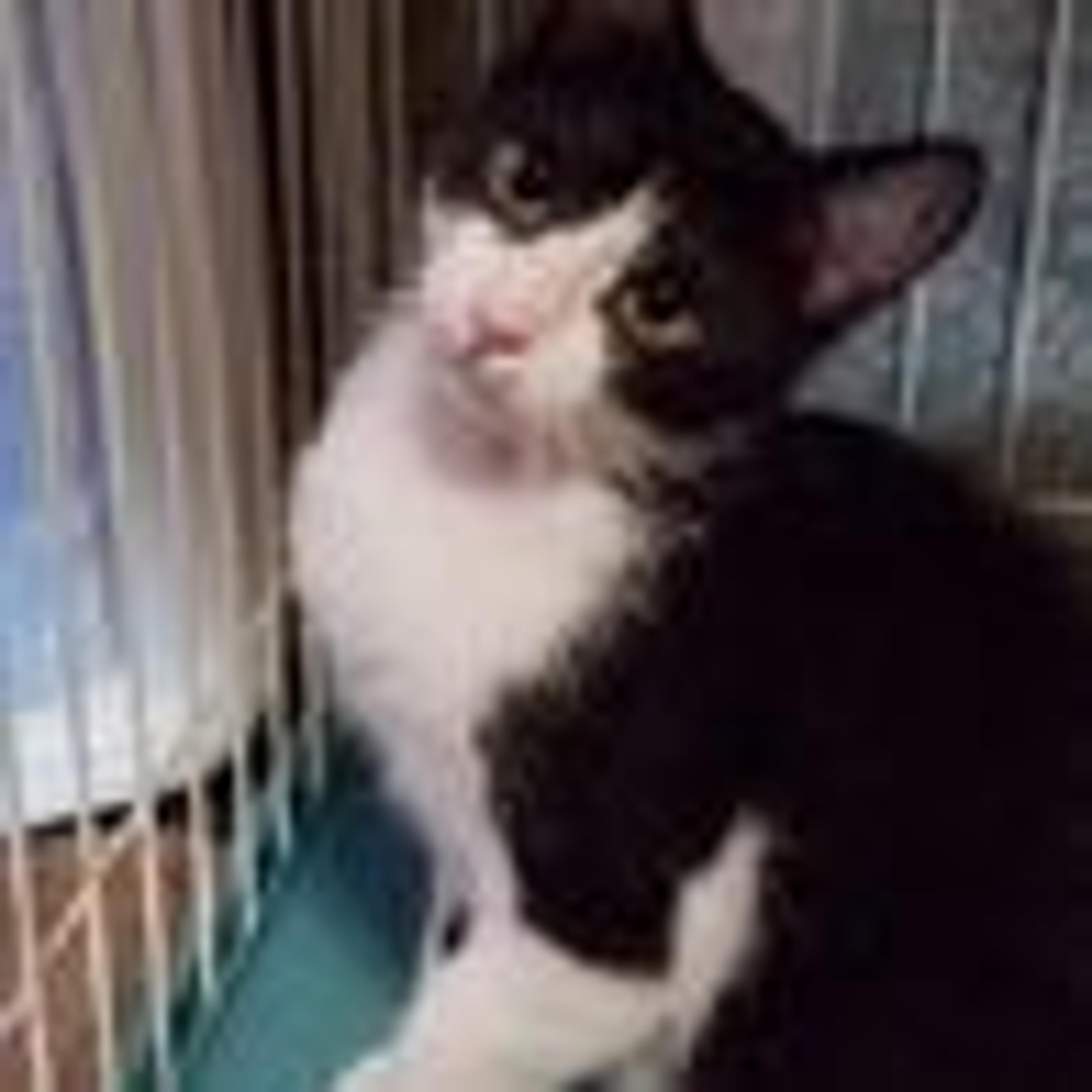 pet-image-3
