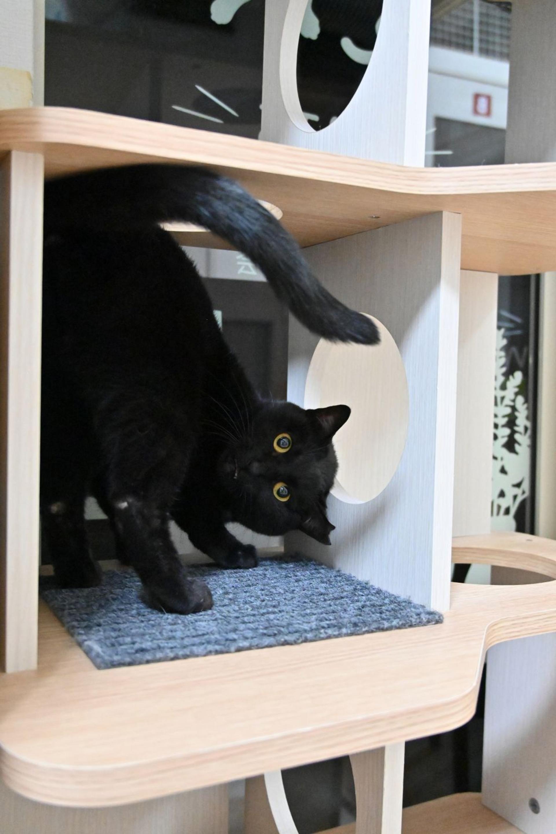 pet-image-4