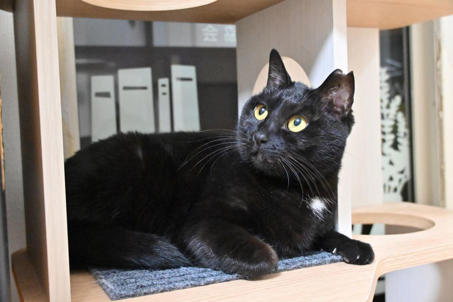 pet-image-5
