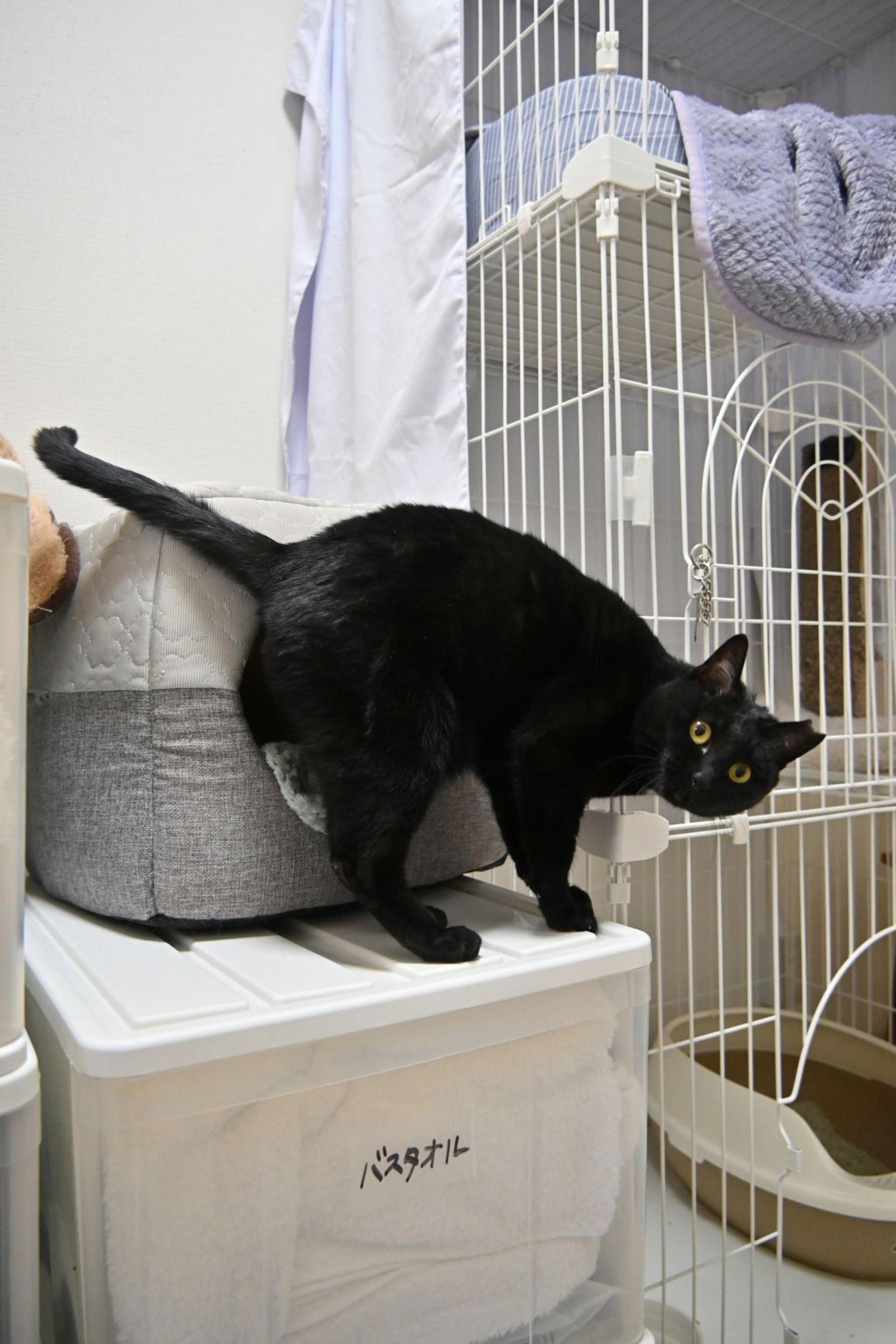 pet-image-6