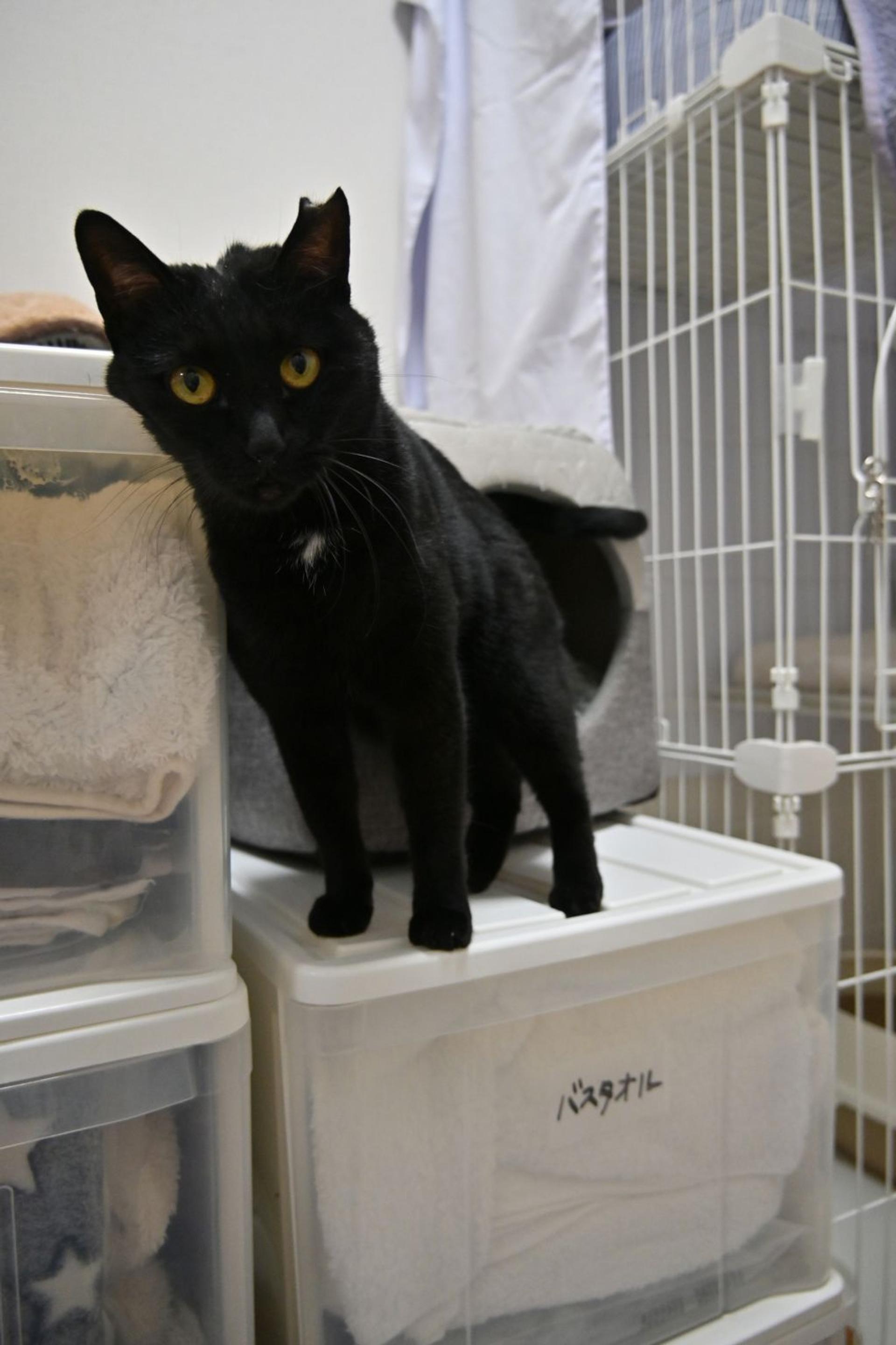 pet-image-7