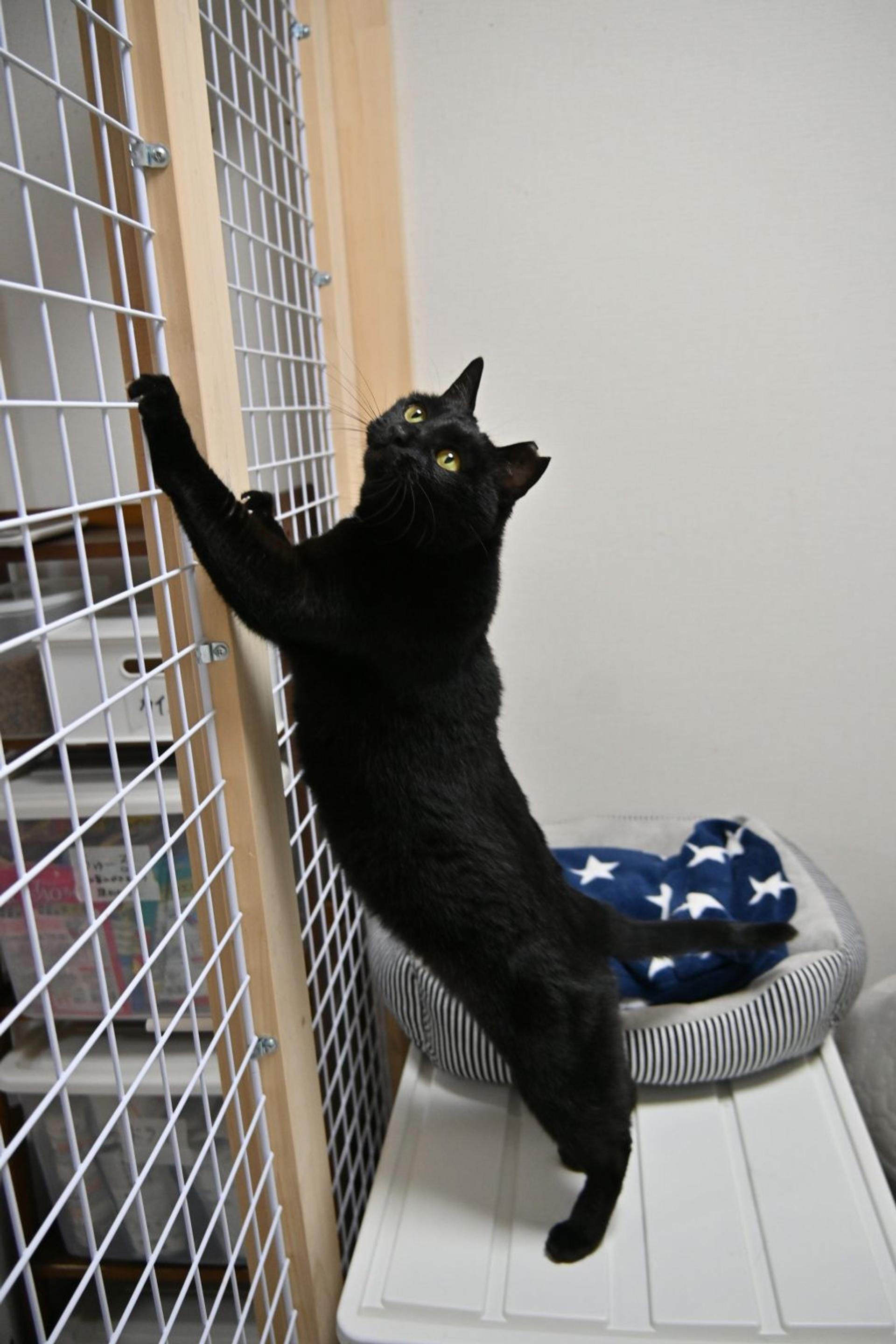 pet-image-8