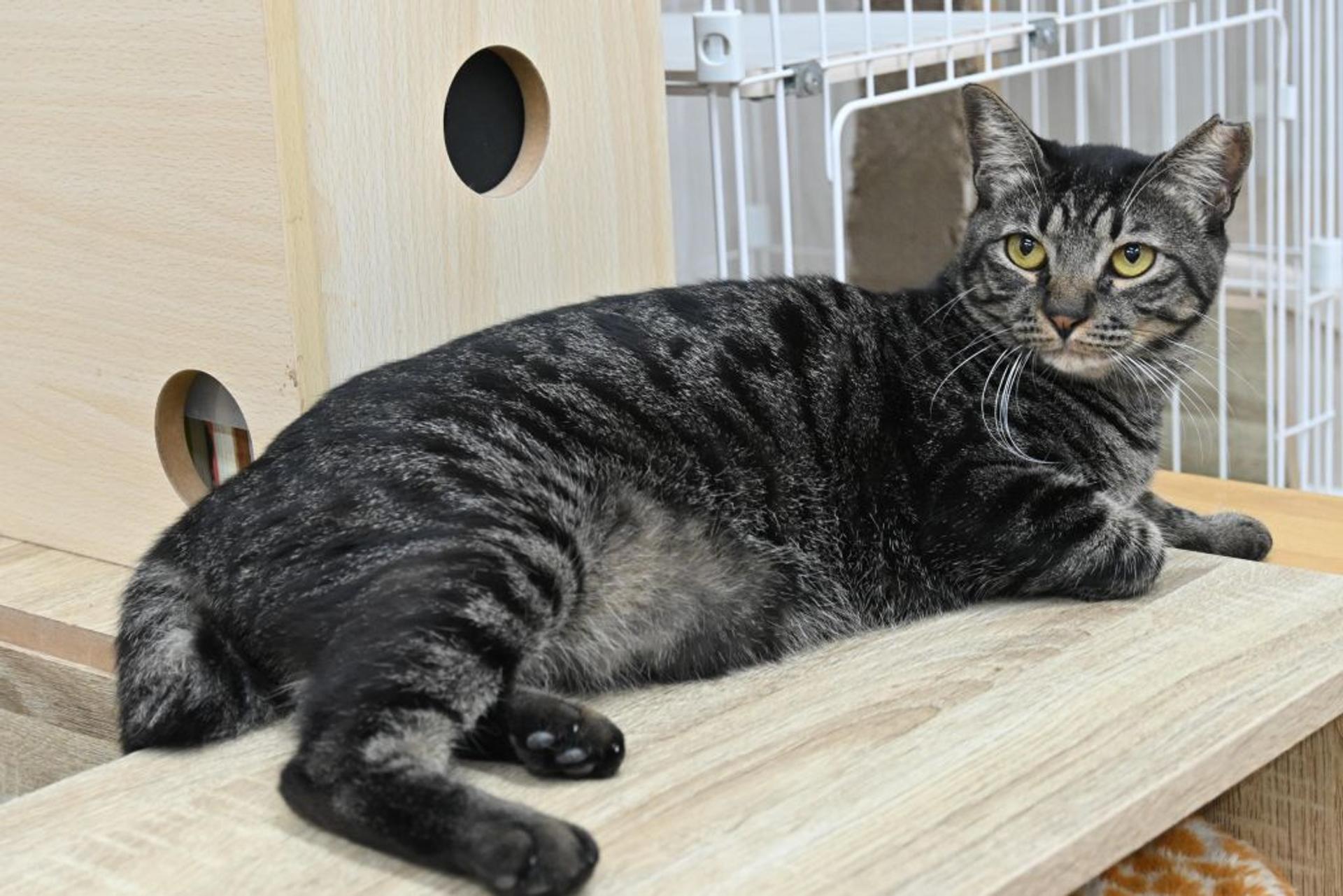 pet-image-3