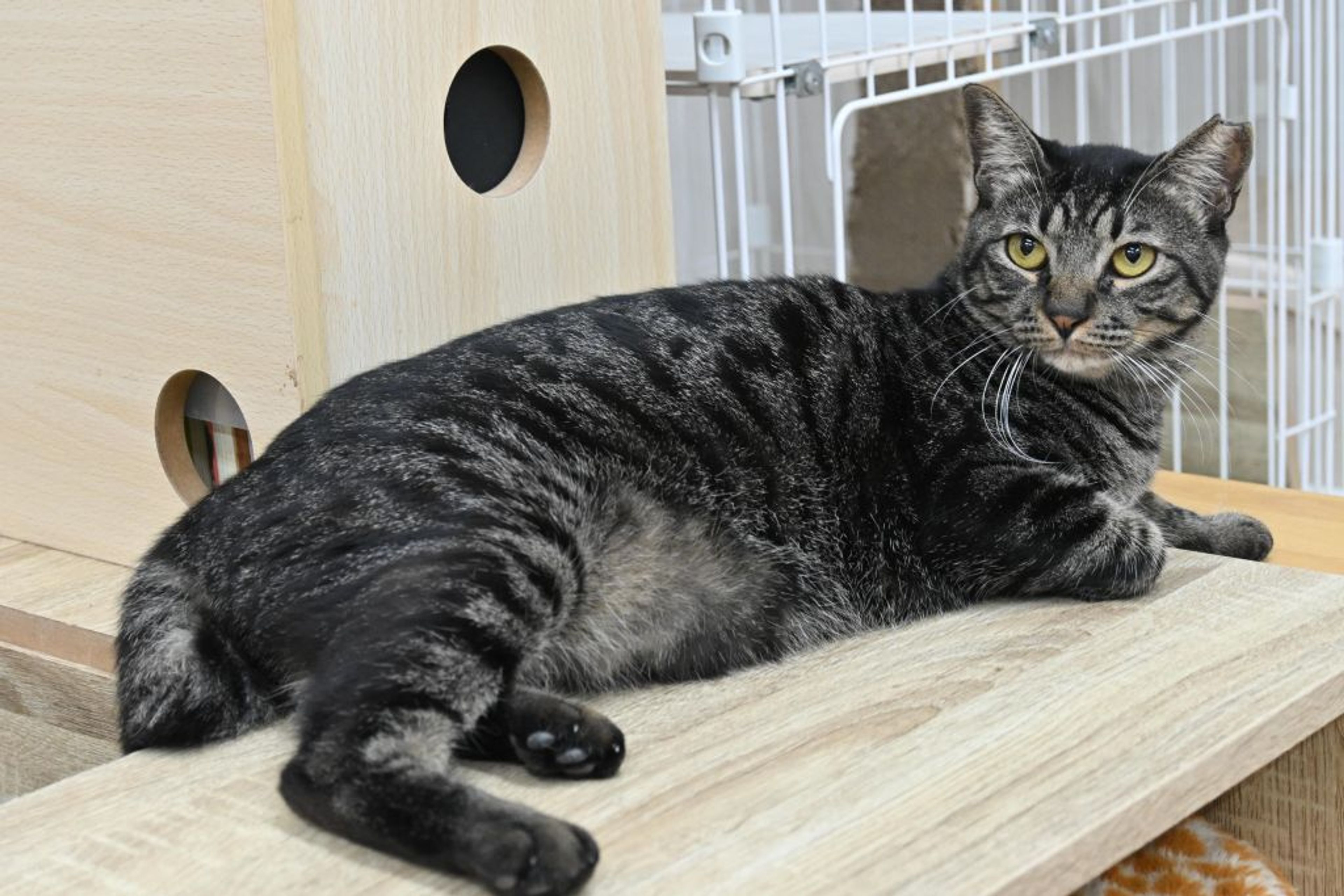 pet-image-3