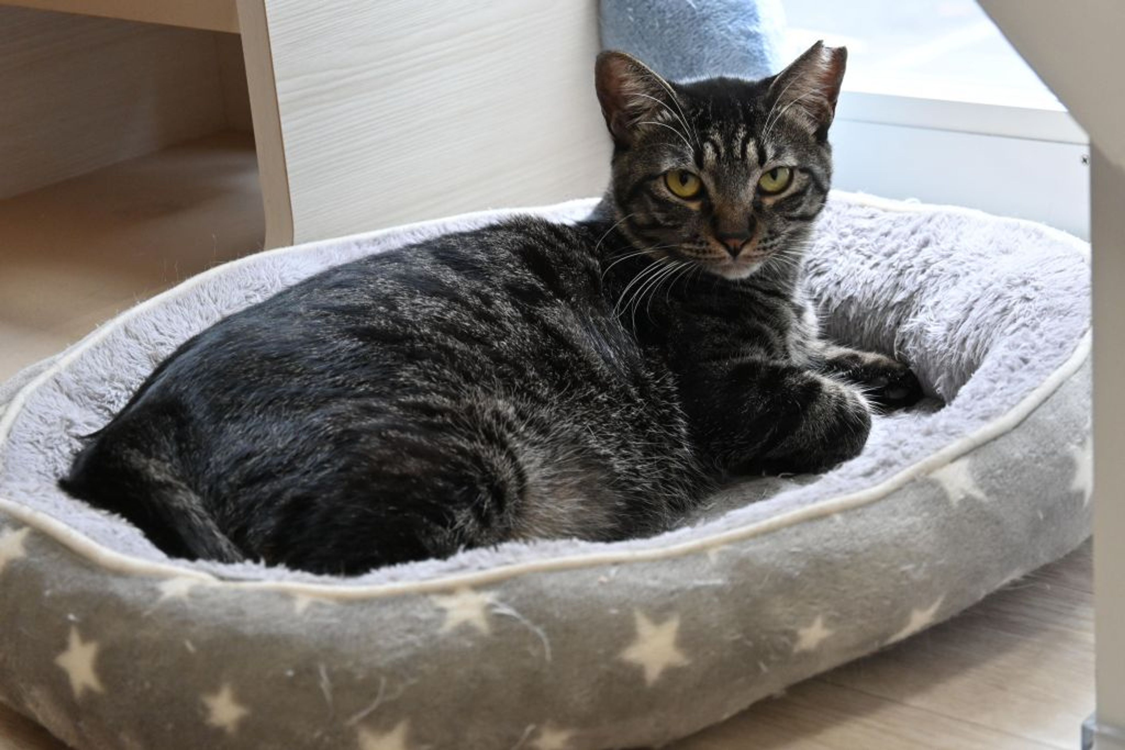 pet-image-4