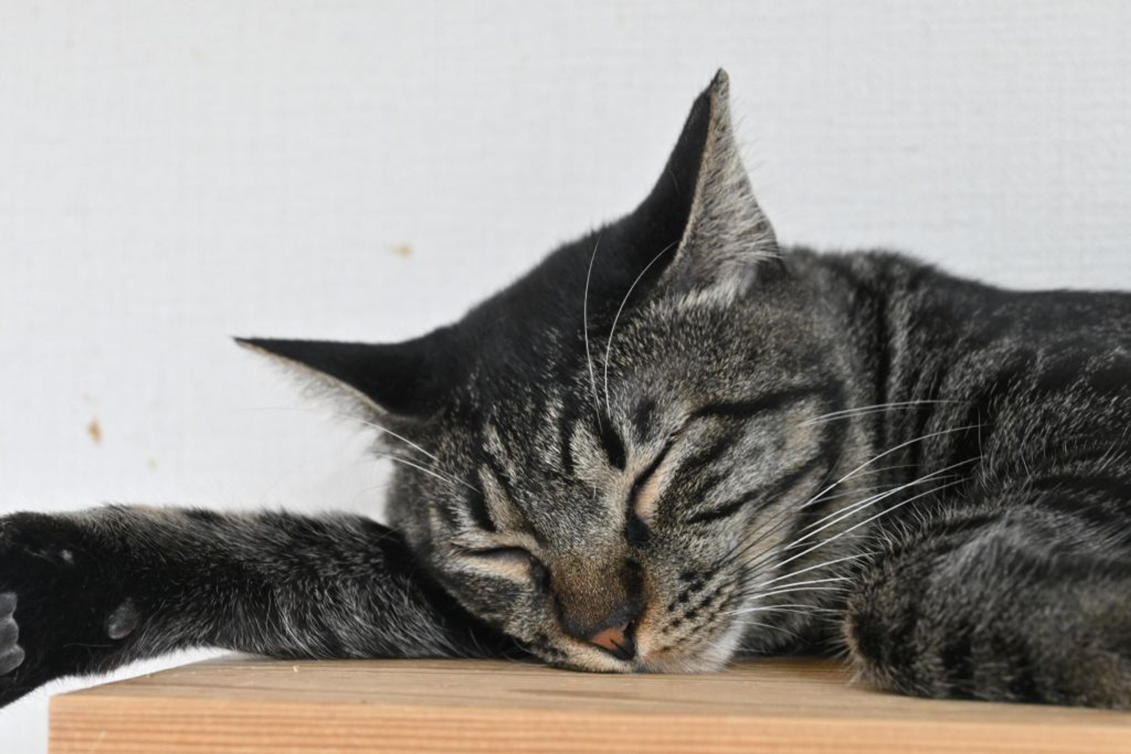 pet-image-5