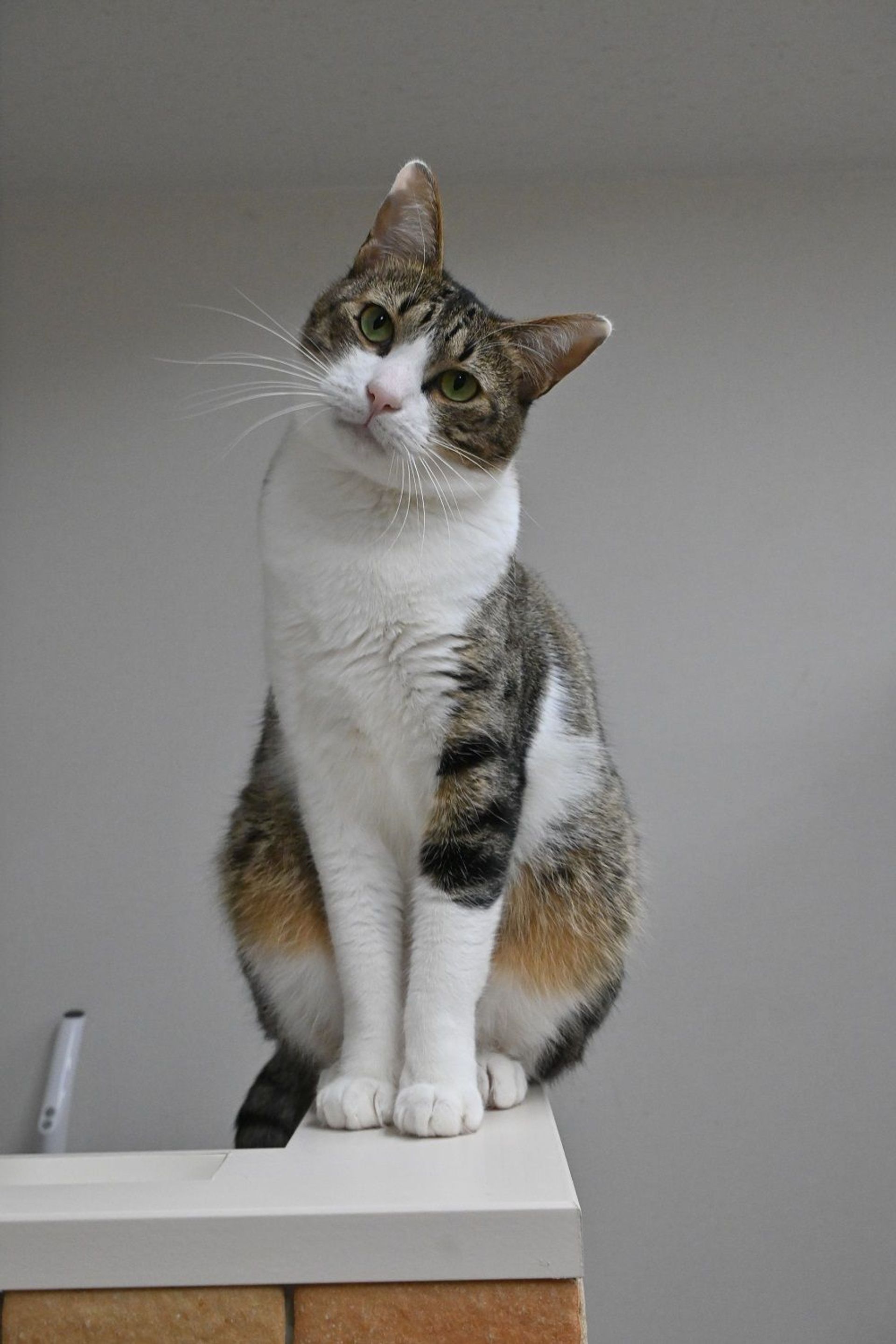 雑種（ミックス猫）・オスの里親募集の写真