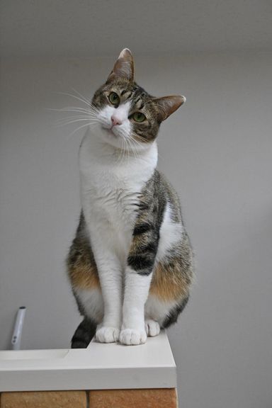 チロの写真