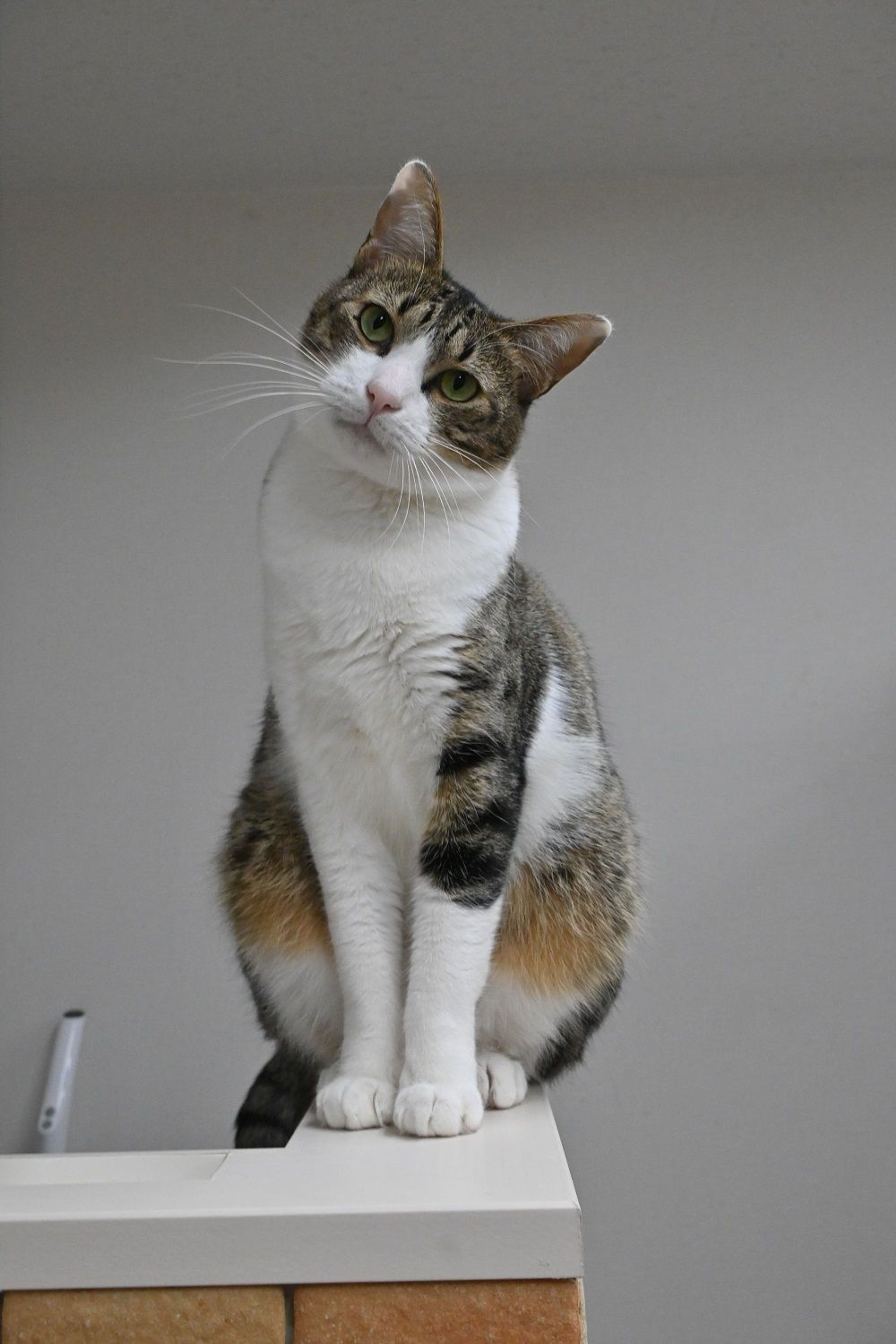 雑種（ミックス猫）・オスの里親募集の写真