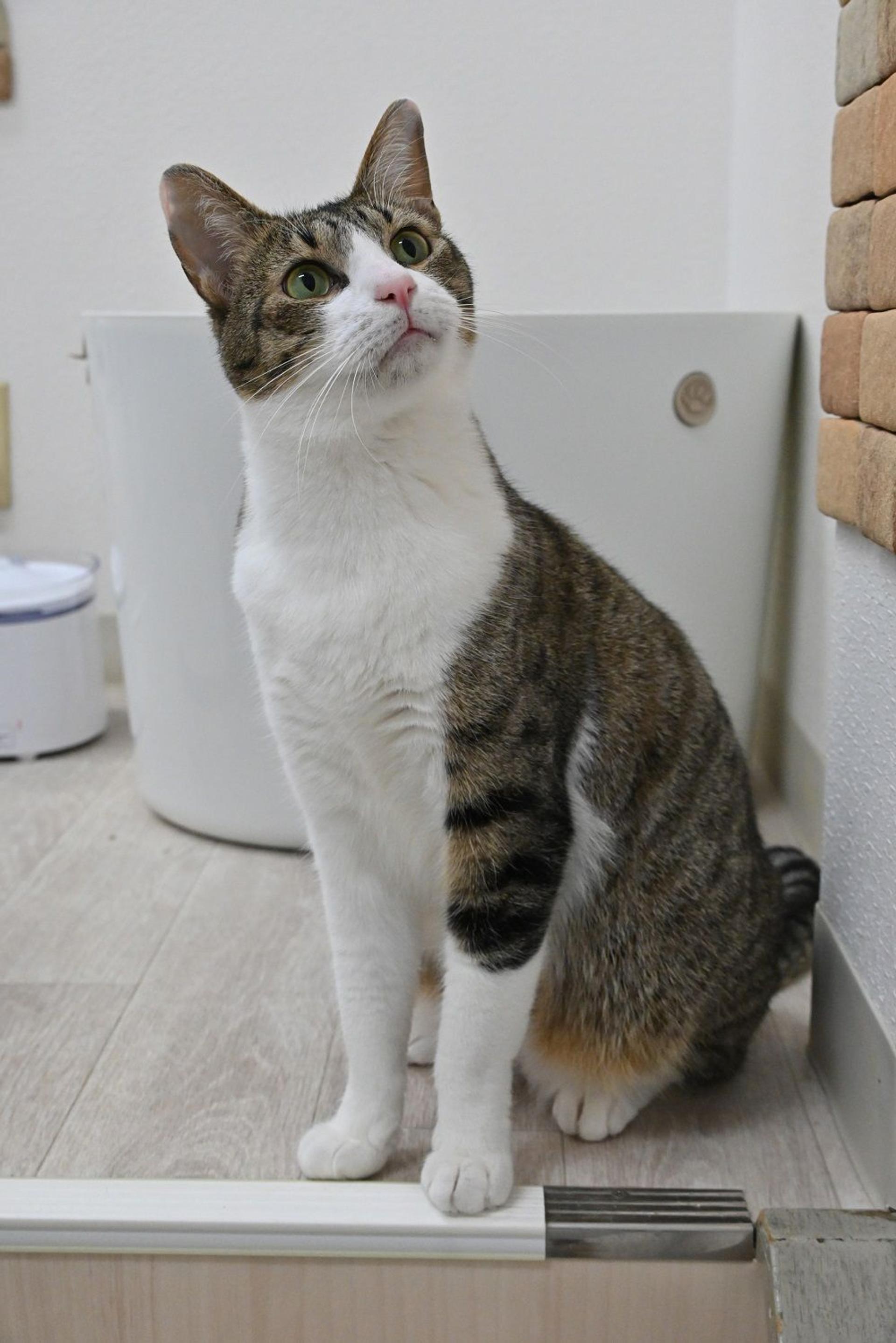 pet-image-3