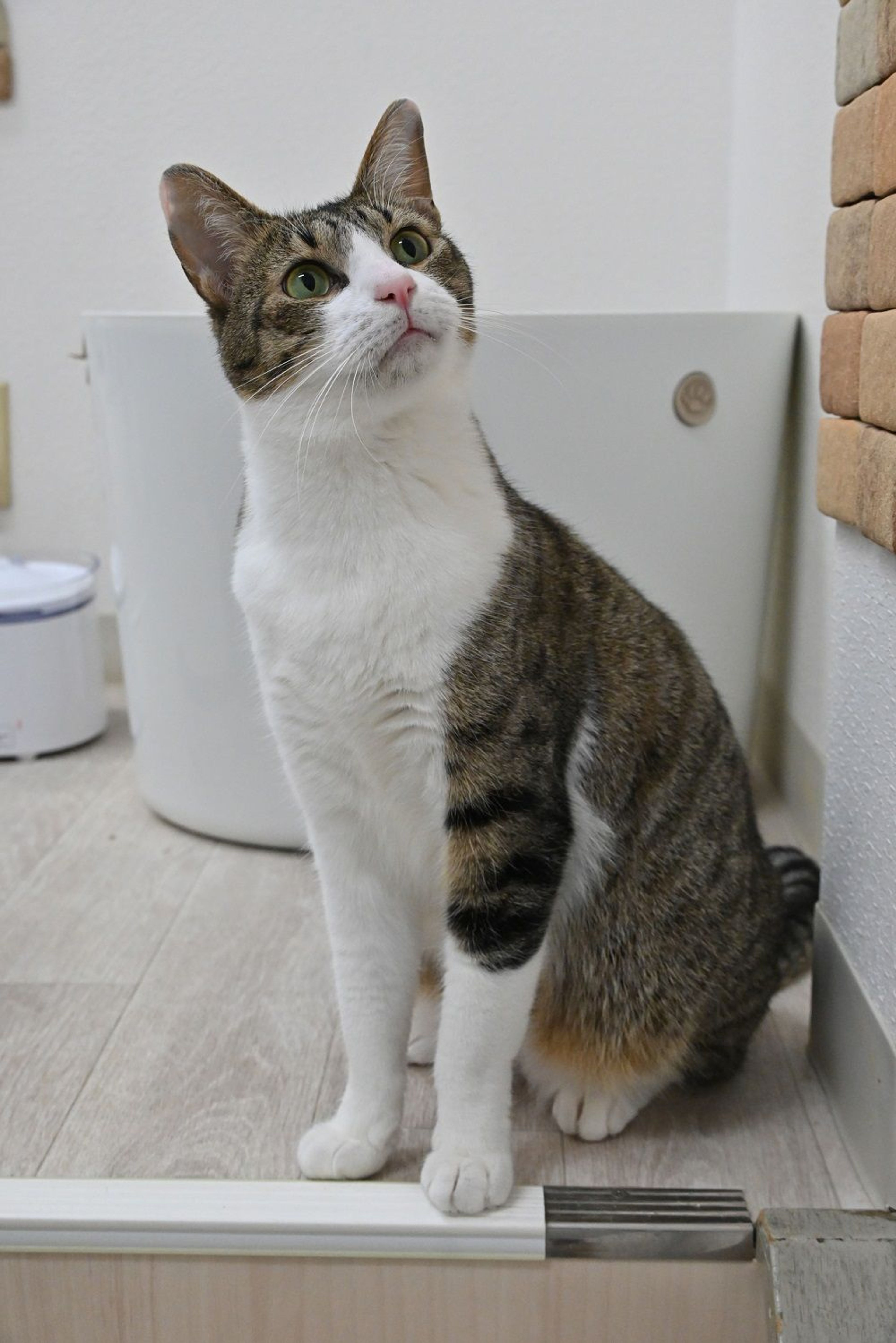 pet-image-3