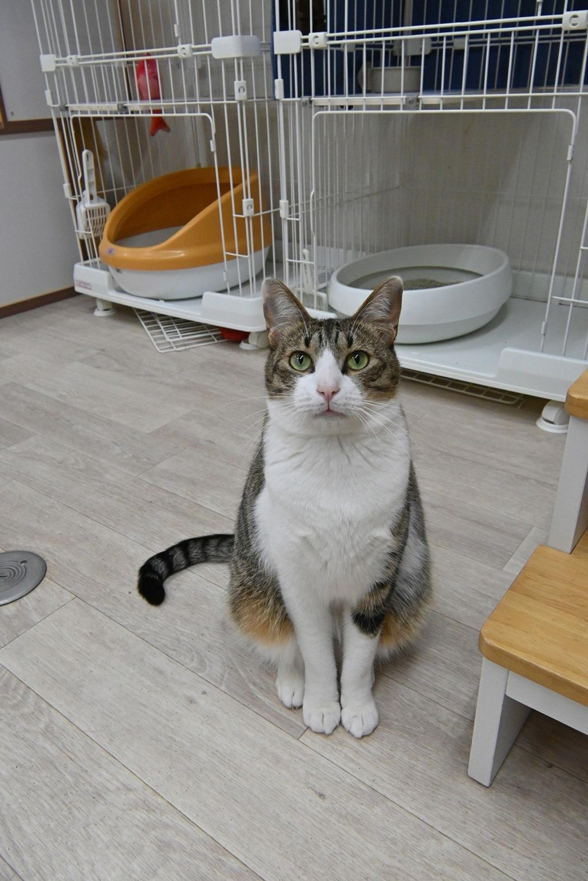 pet-image-5