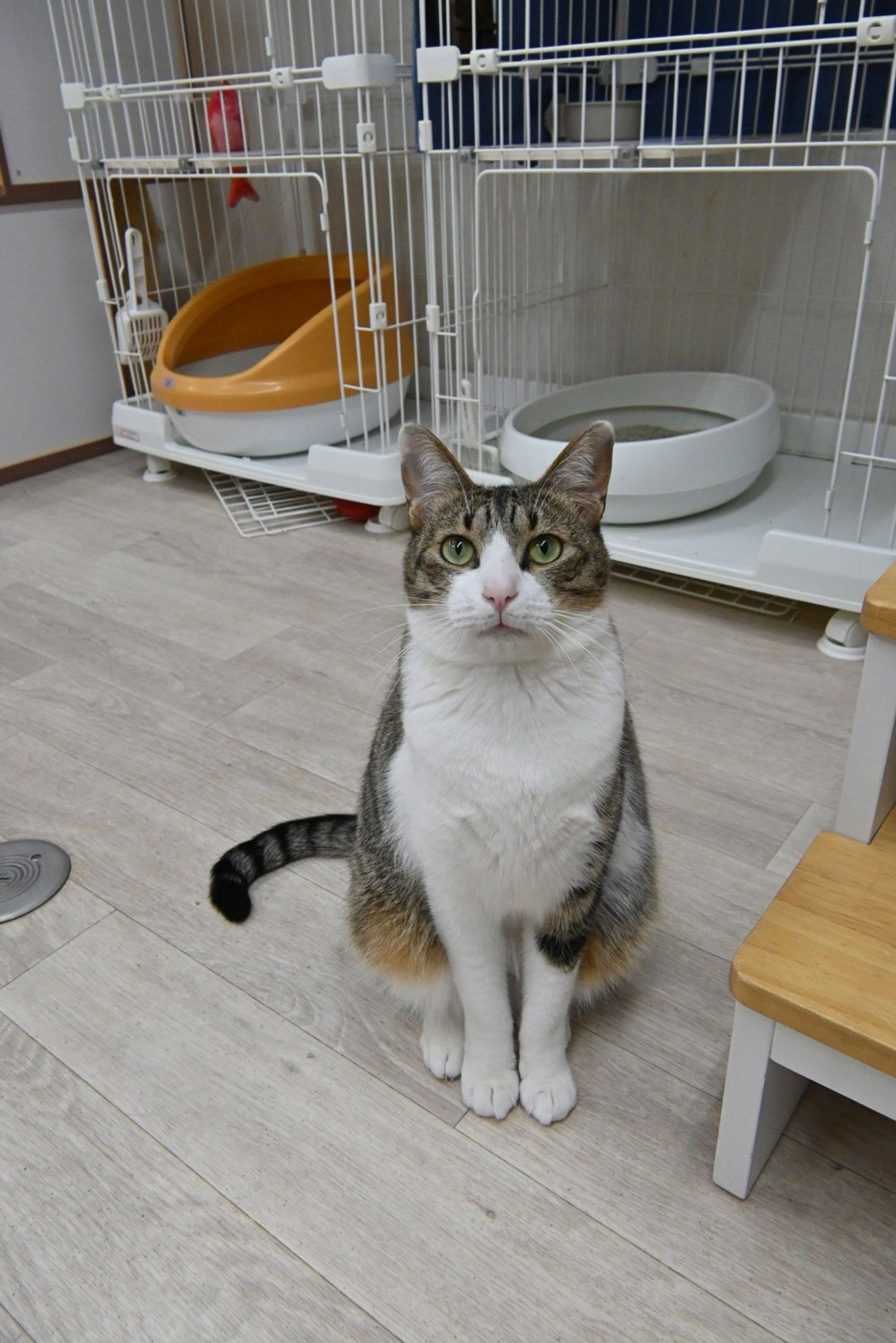pet-image-5