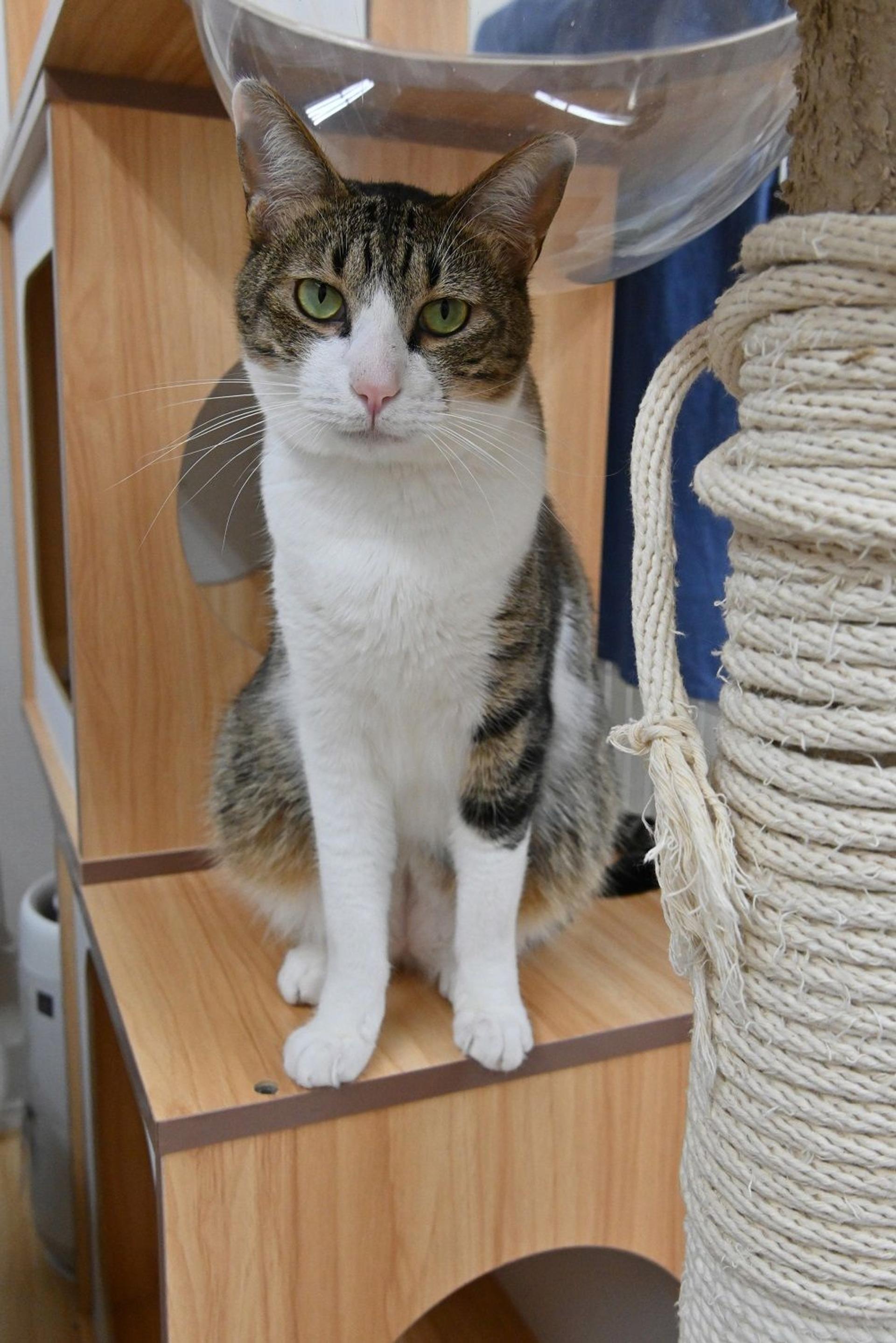 pet-image-8
