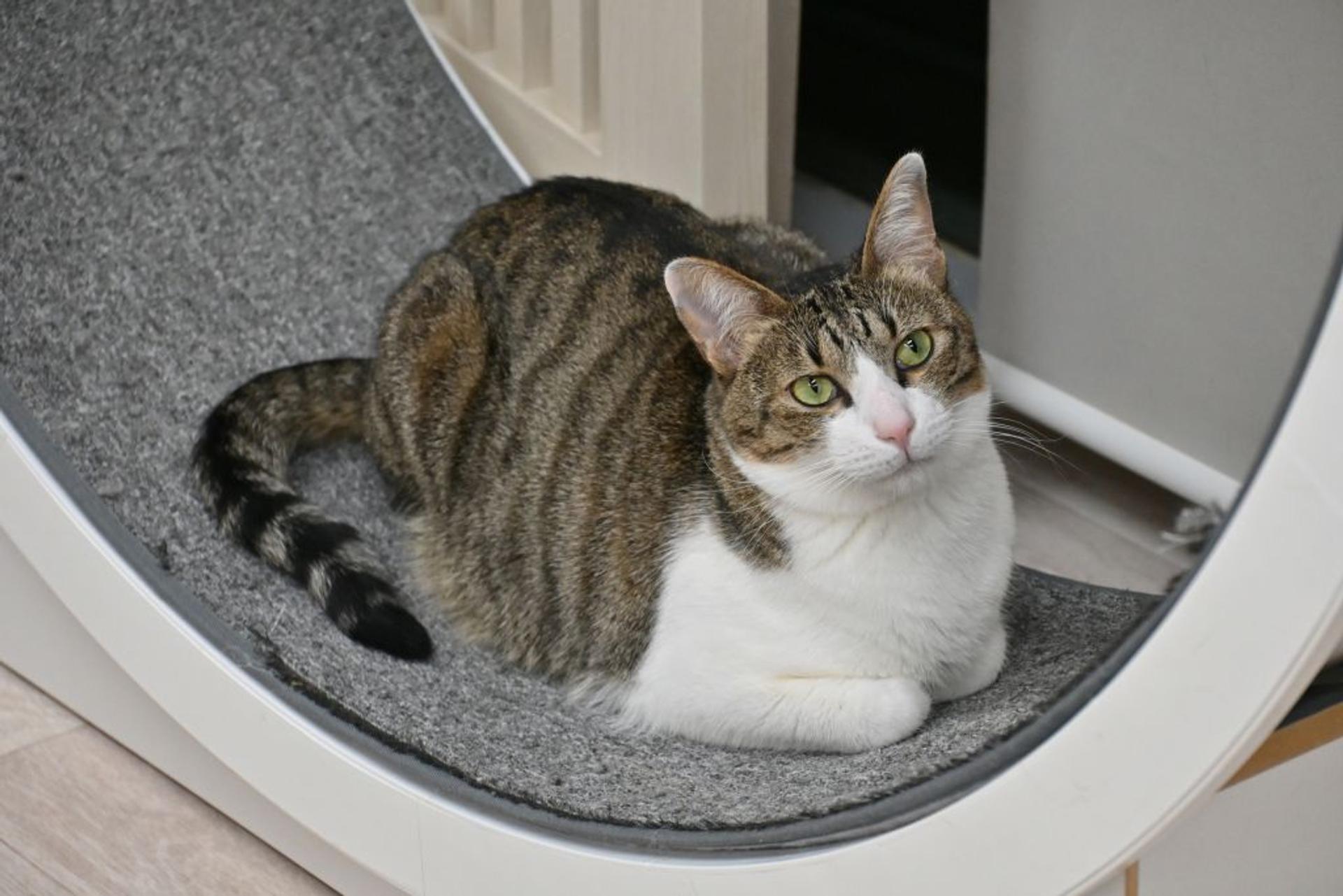 pet-image-4