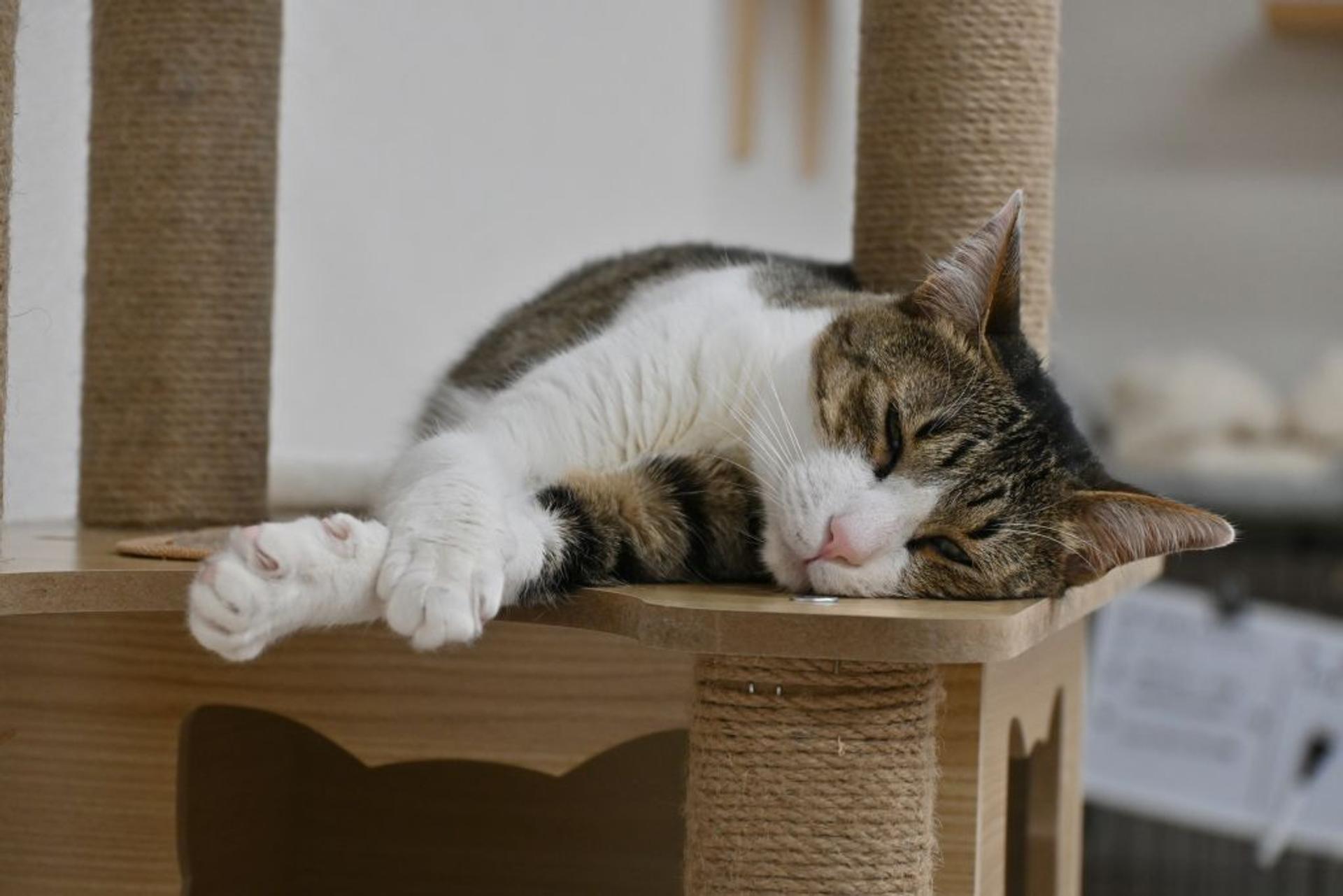 pet-image-6