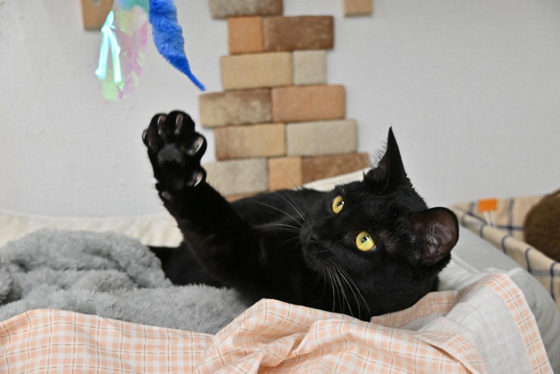 pet-image-2