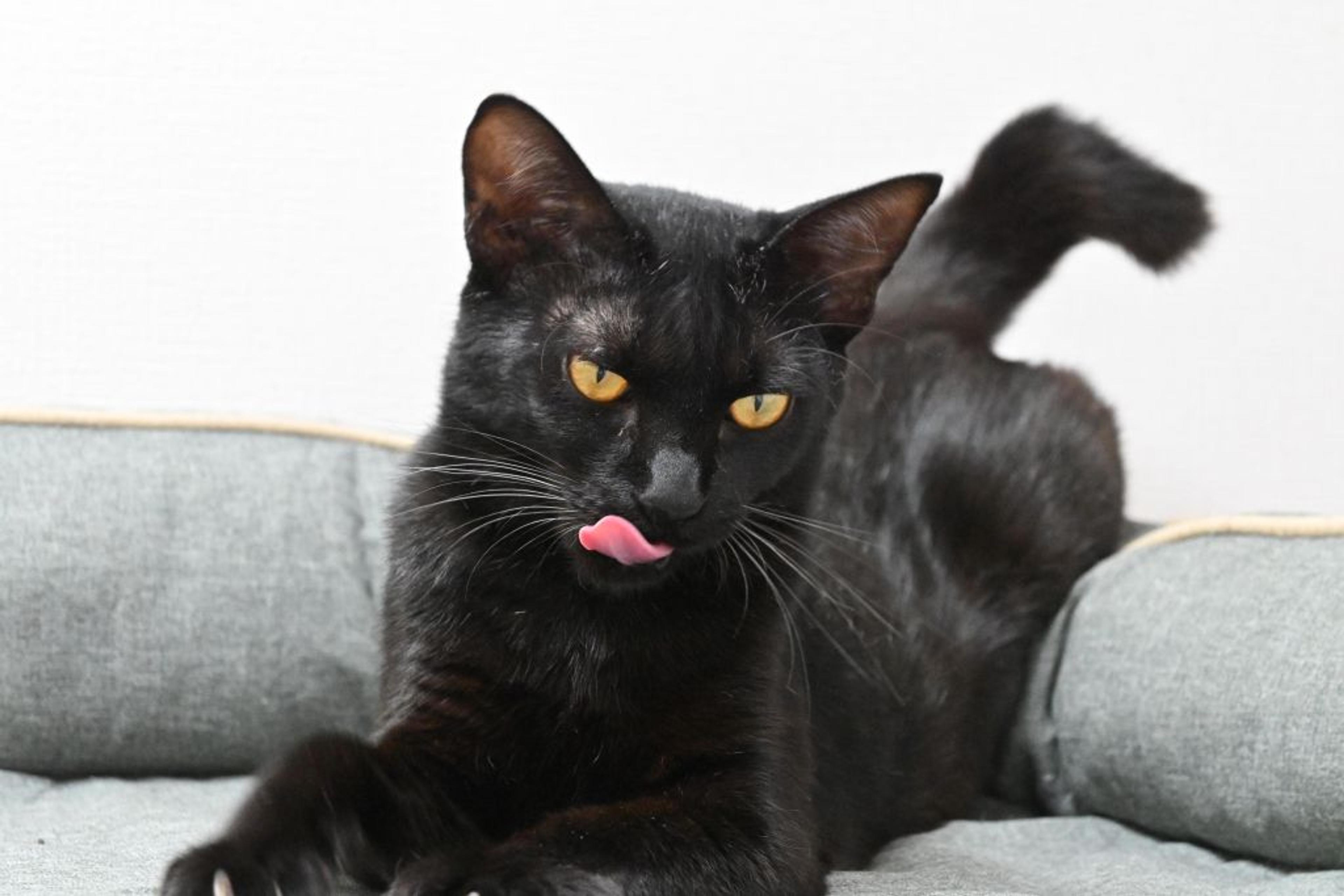 pet-image-6