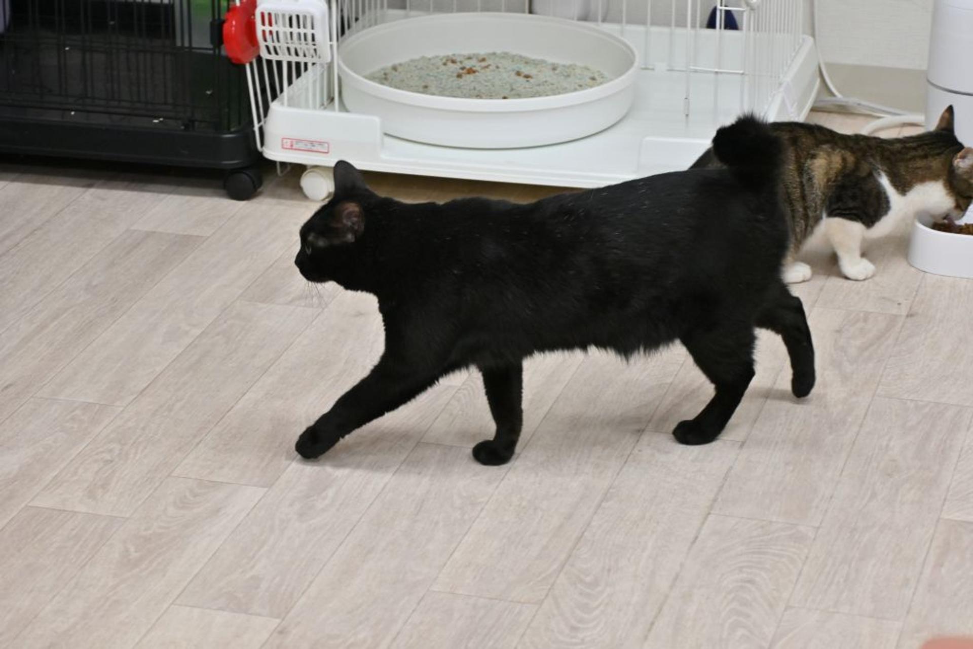 pet-image-7