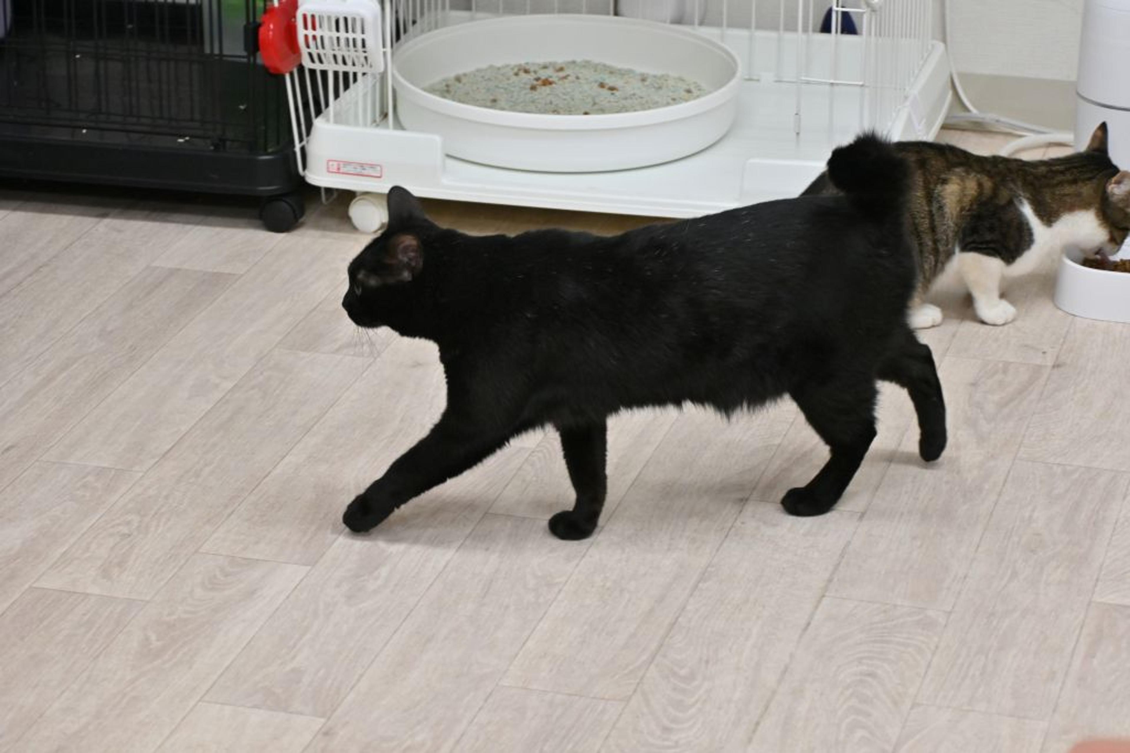 pet-image-7