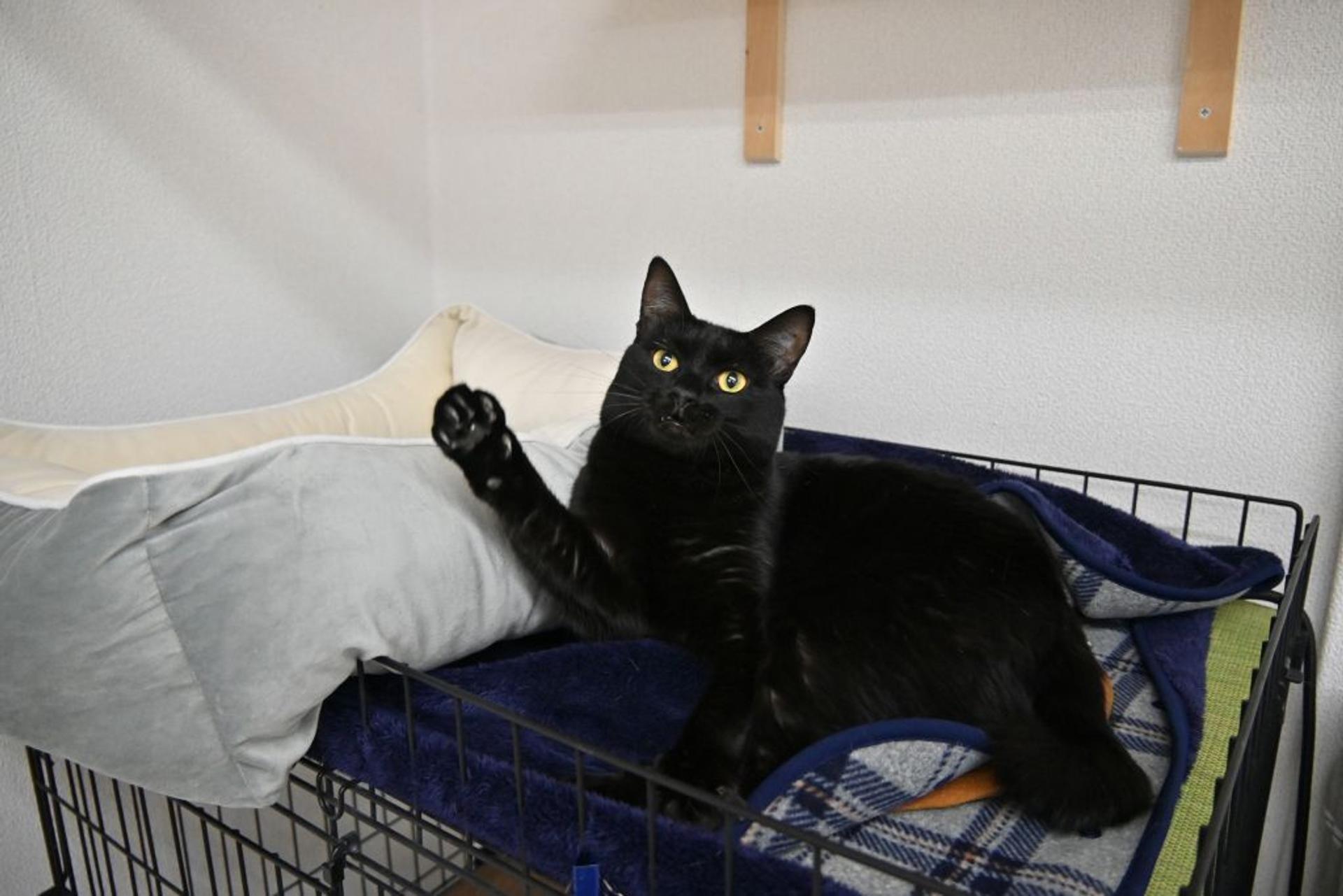 pet-image-8