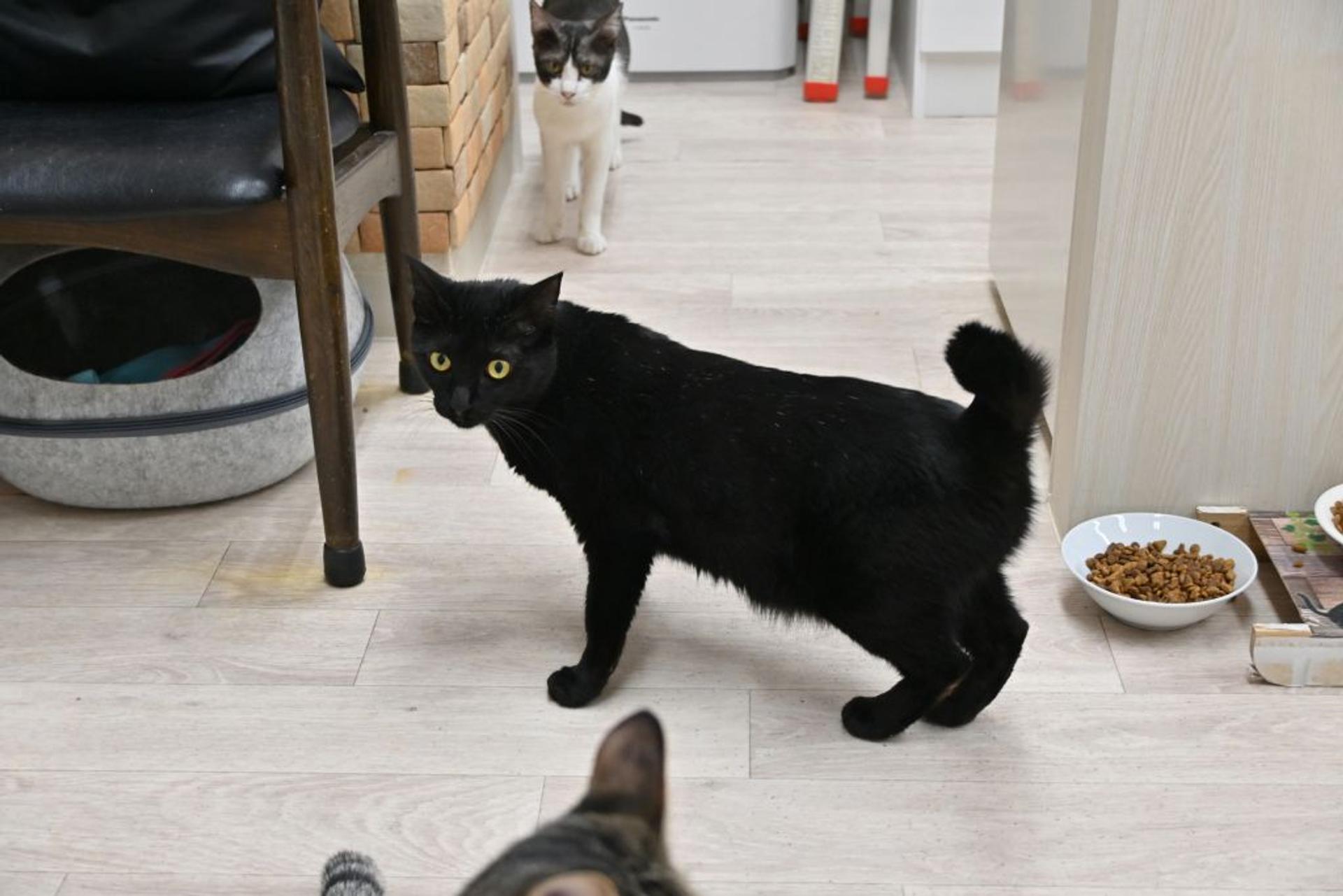 pet-image-9