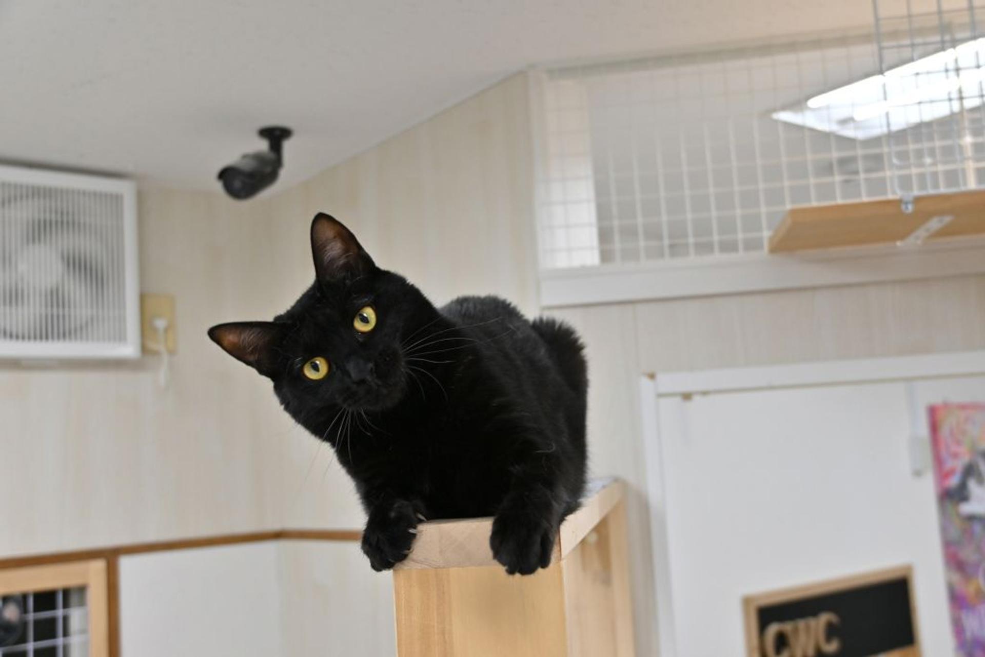 pet-image-10
