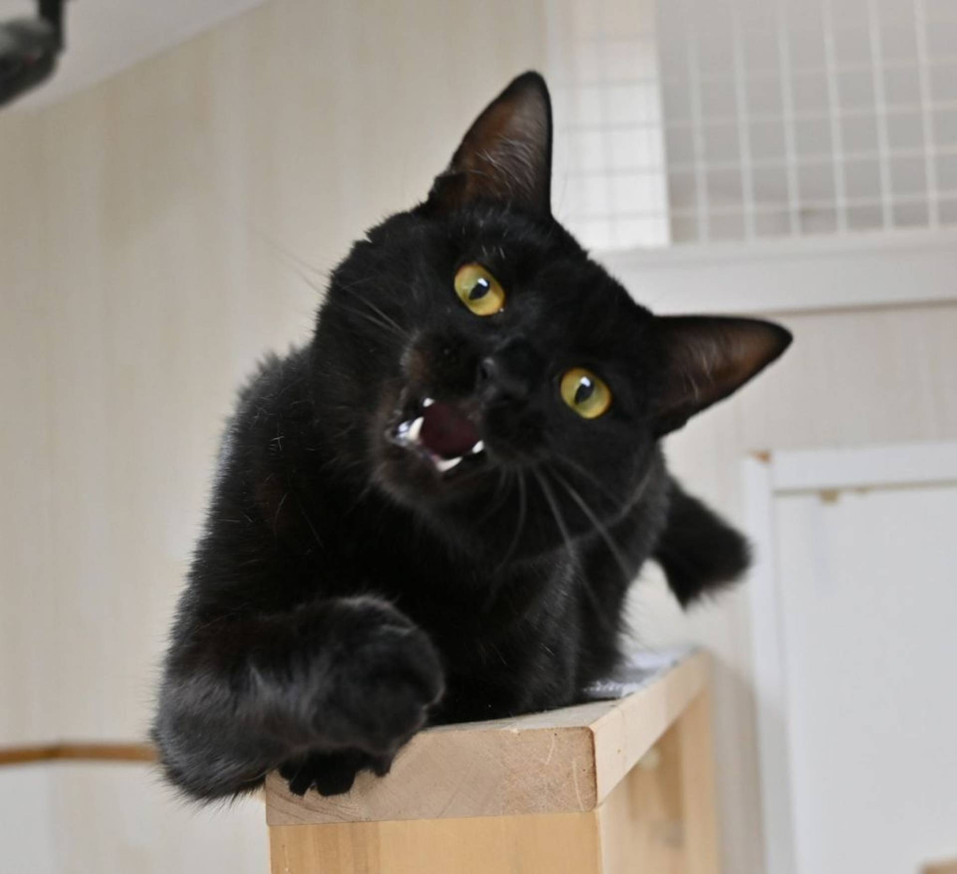 雑種（ミックス猫）・メスの里親募集の写真