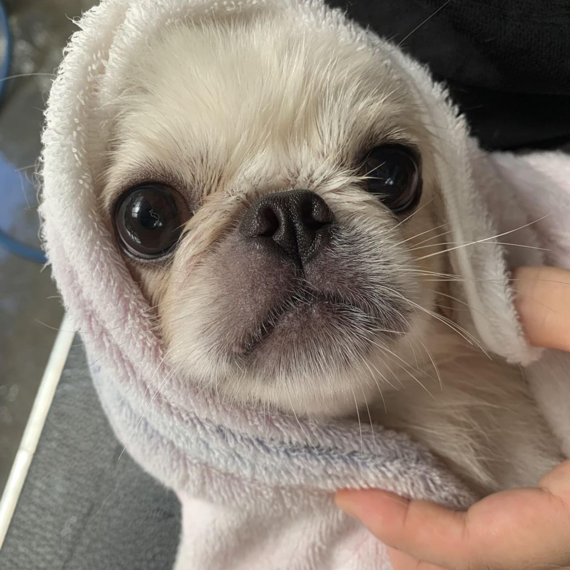 pet-image-2