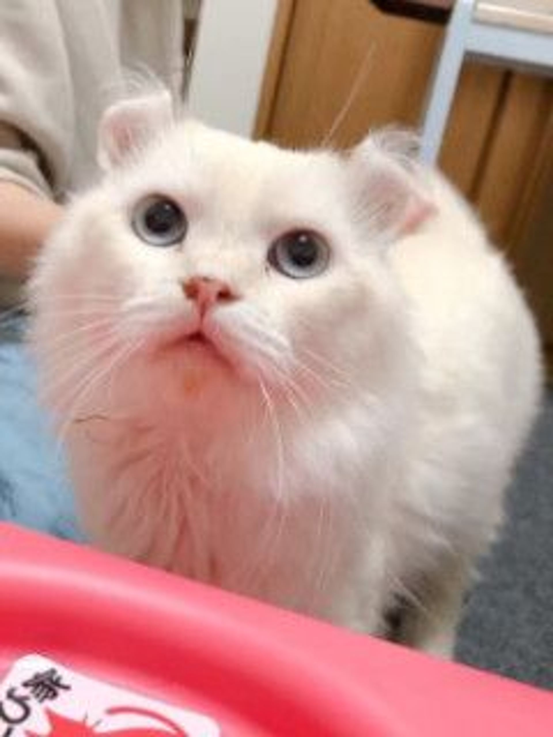 雑種（ミックス猫）・オスの里親募集の写真