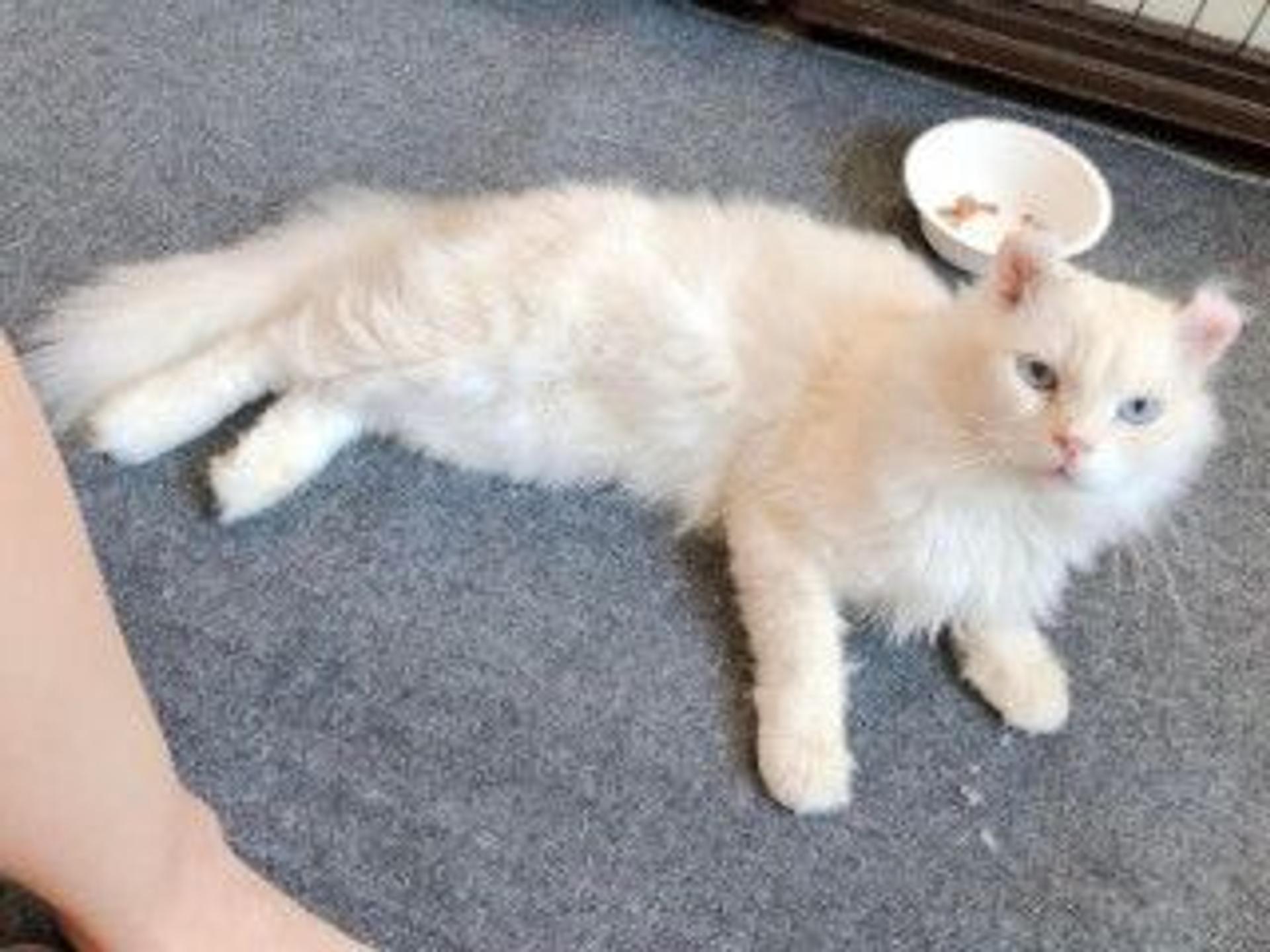pet-image-3