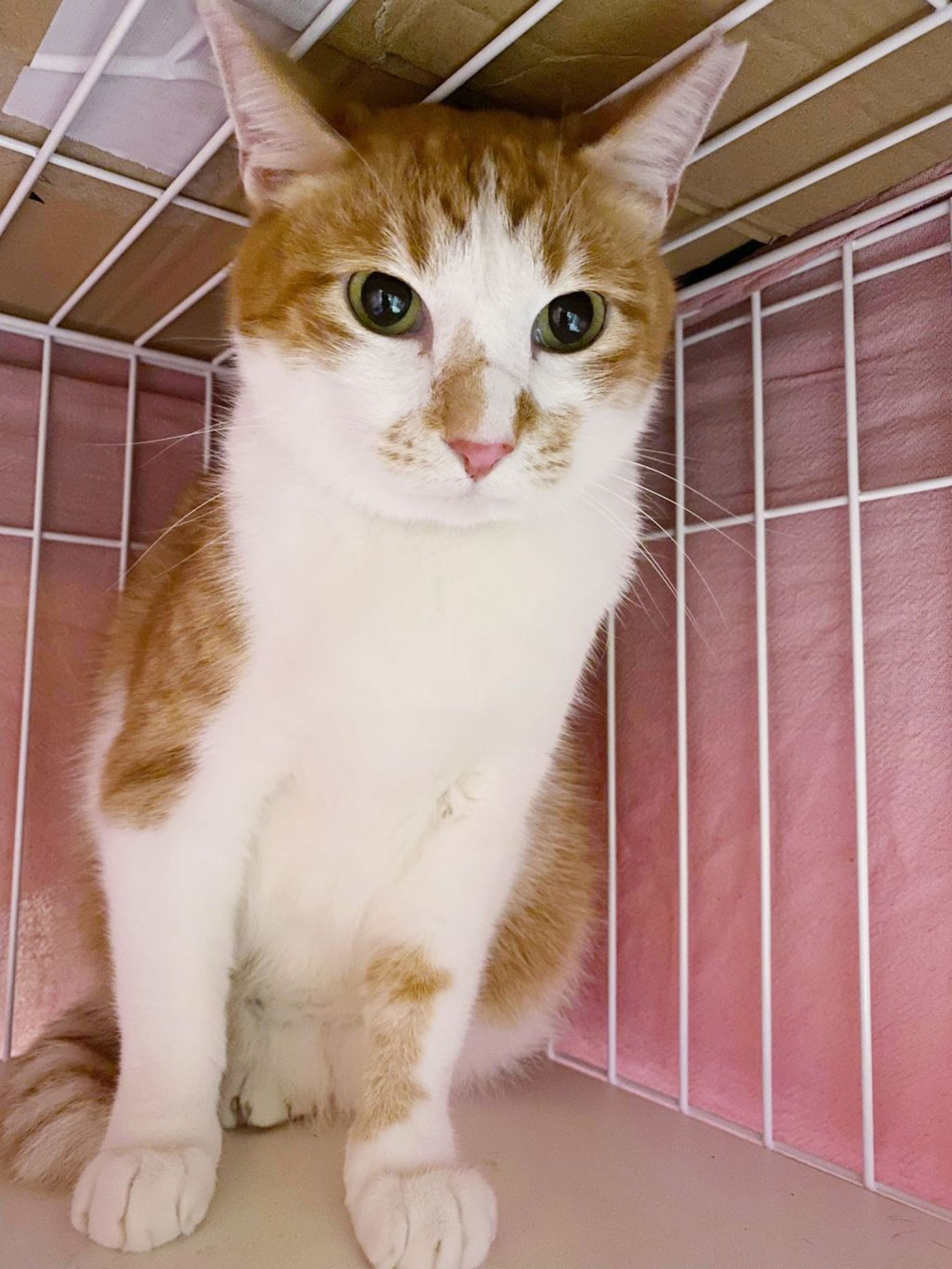 pet-image-2