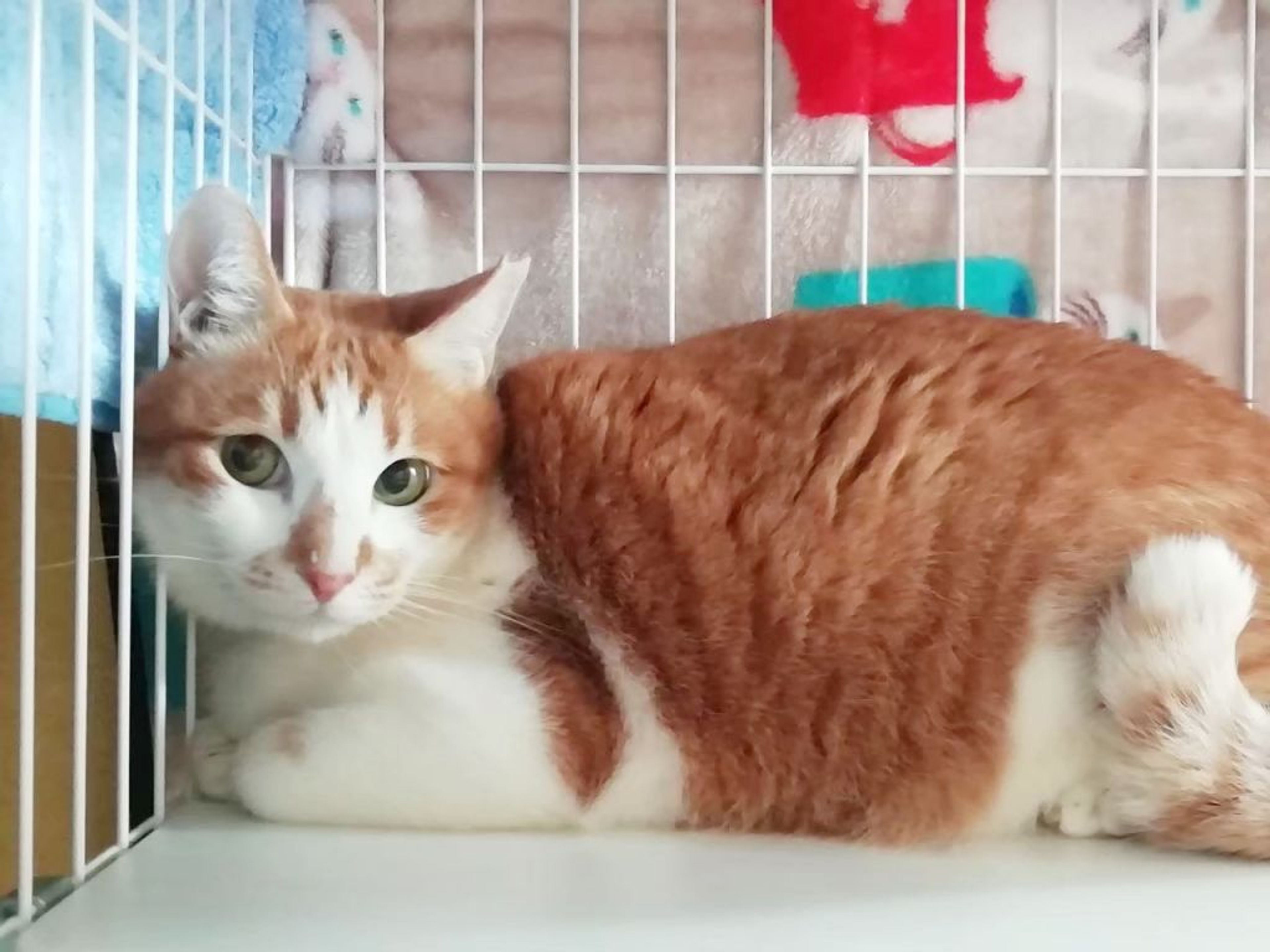 pet-image-4
