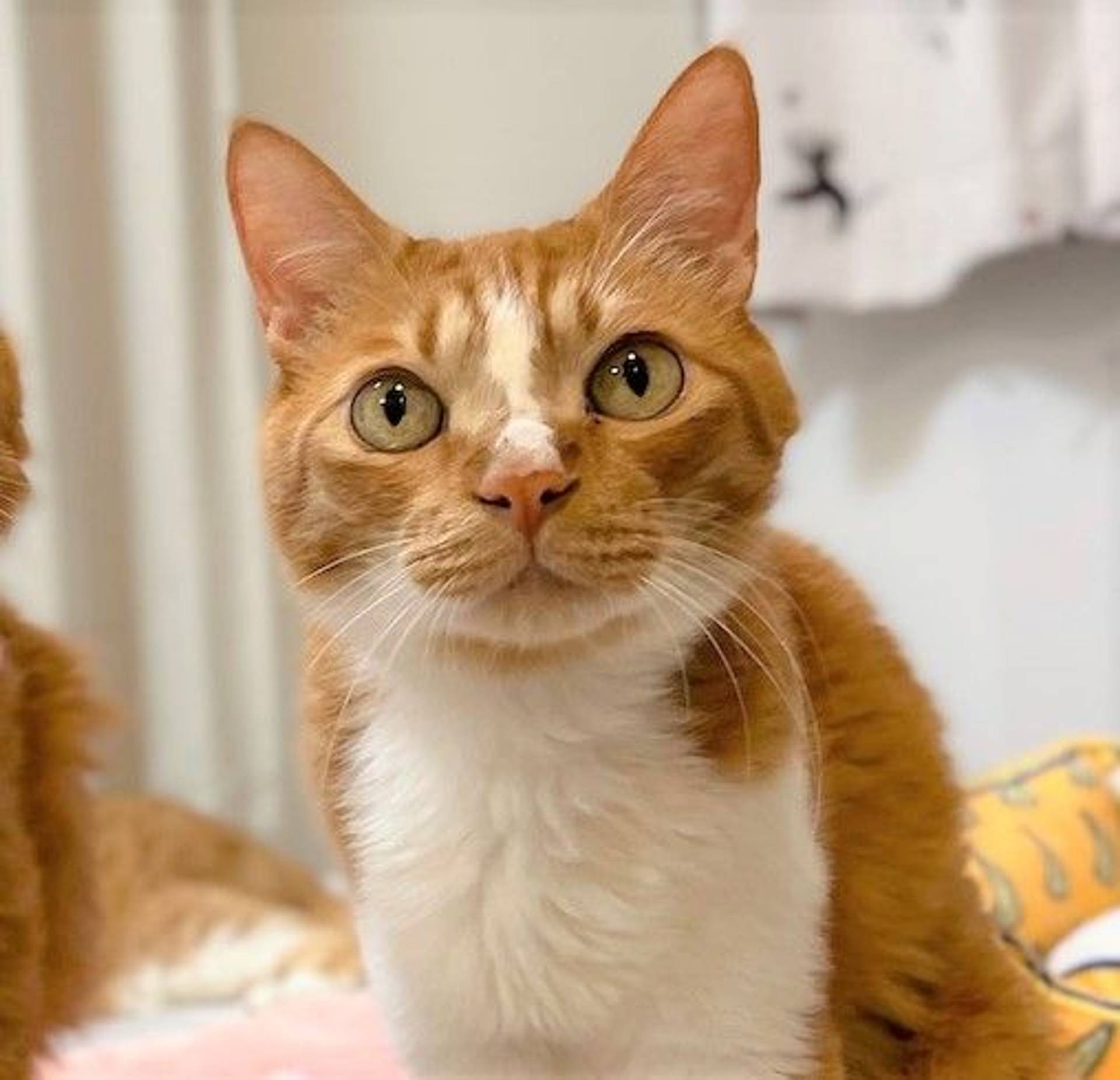 雑種（ミックス猫）・オスの里親募集の写真