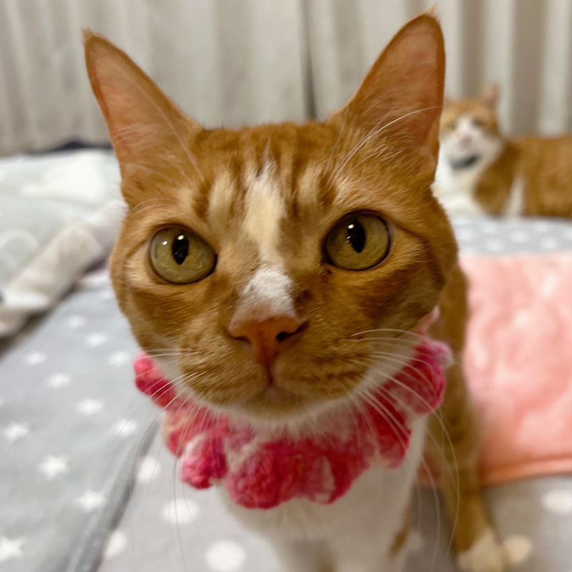 pet-image-3