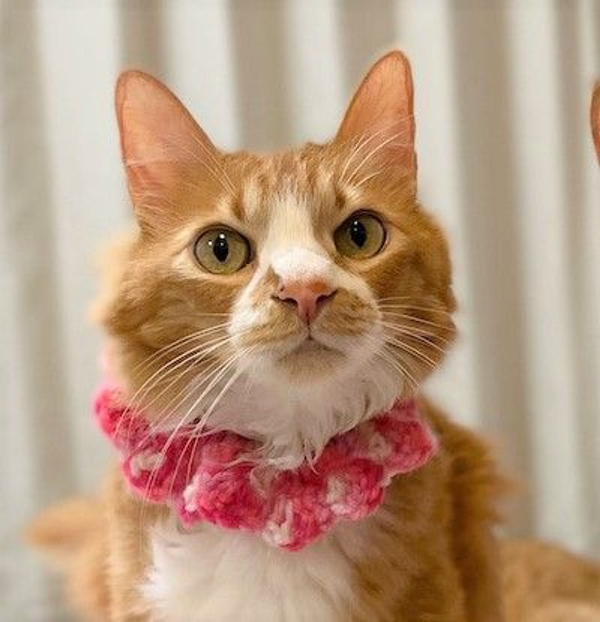 雑種（ミックス猫）・オスの里親募集の写真