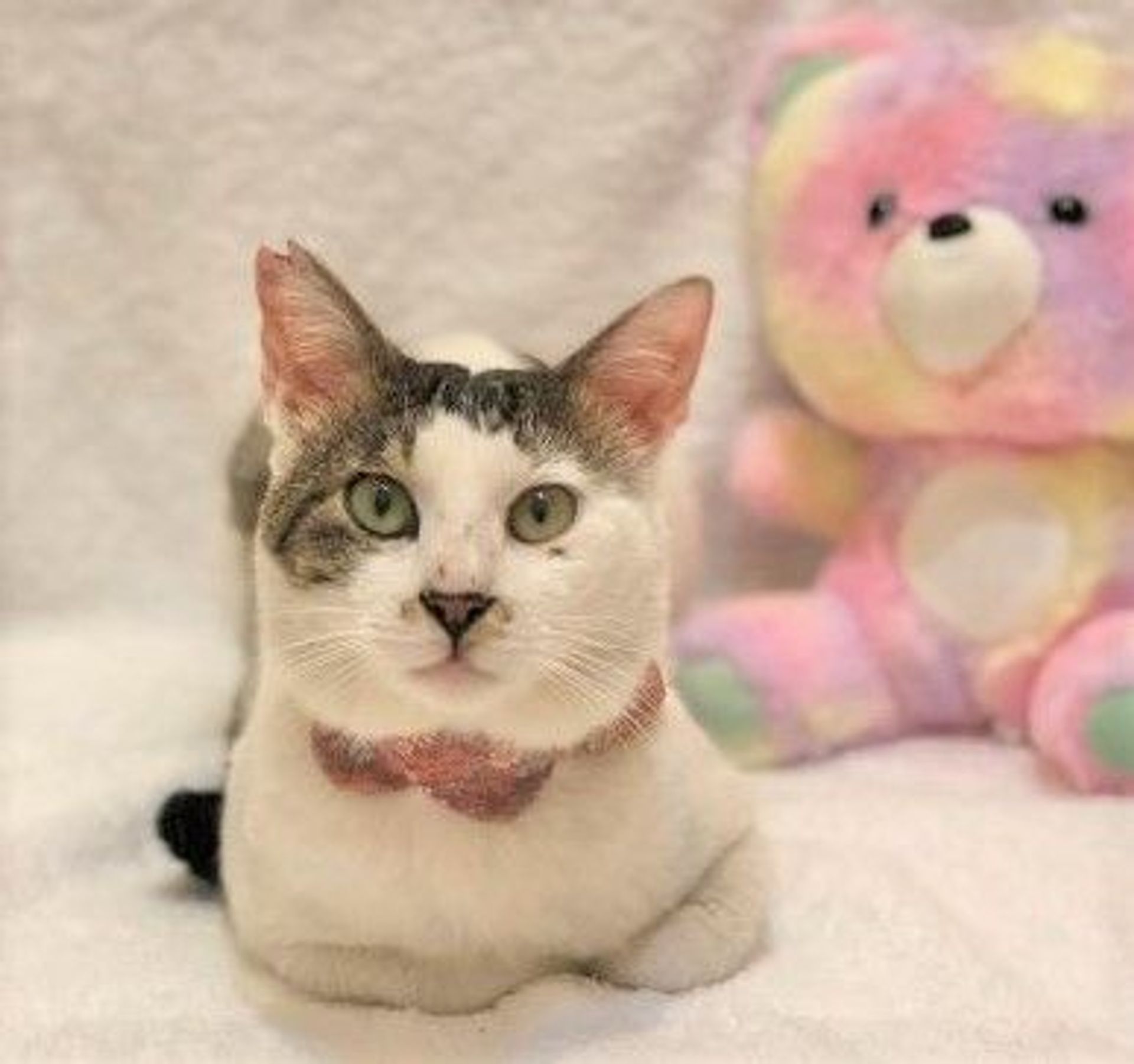雑種（ミックス猫）・オスの里親募集の写真