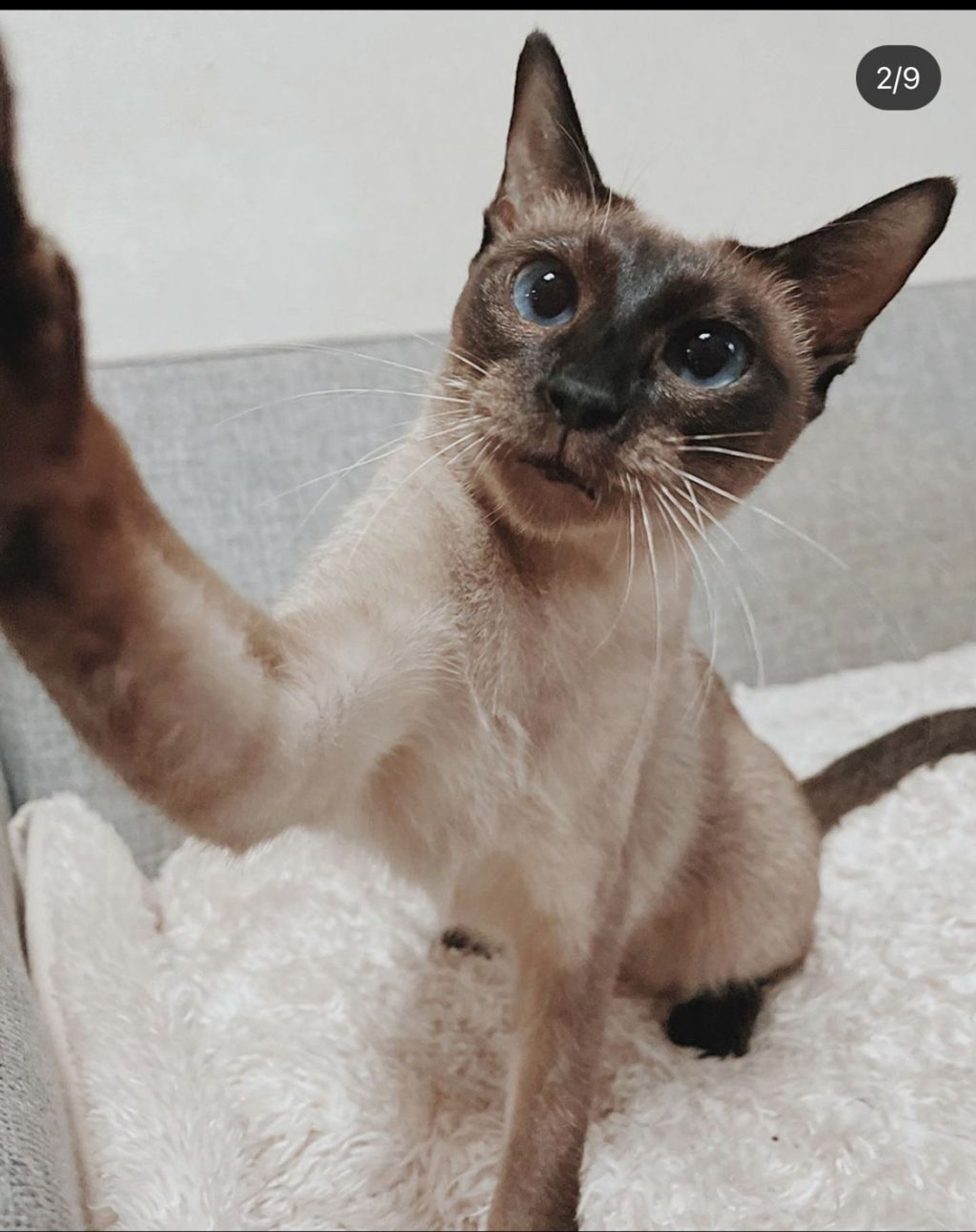 シャム・メスの里親募集の写真