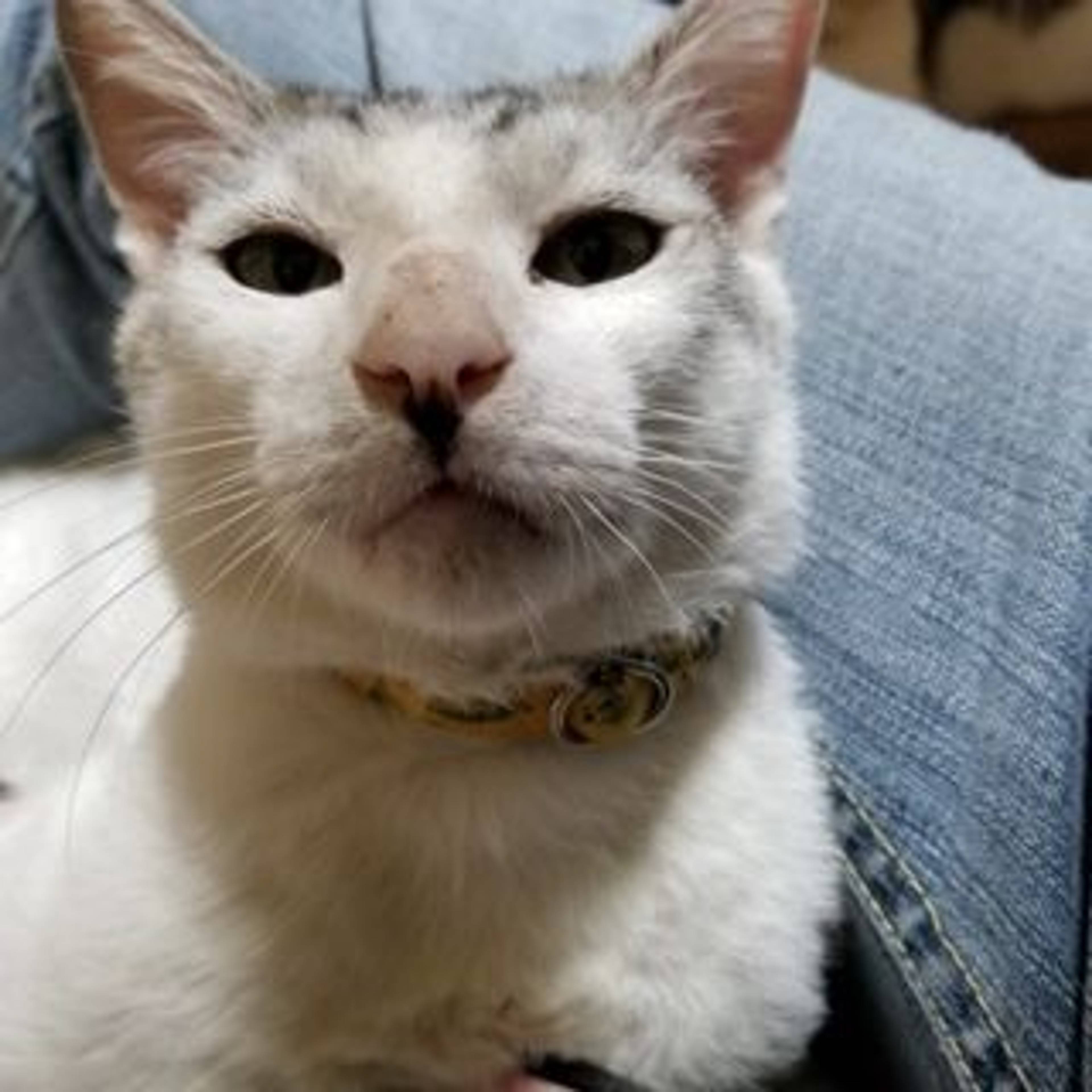 雑種（ミックス猫）・オスの里親募集の写真