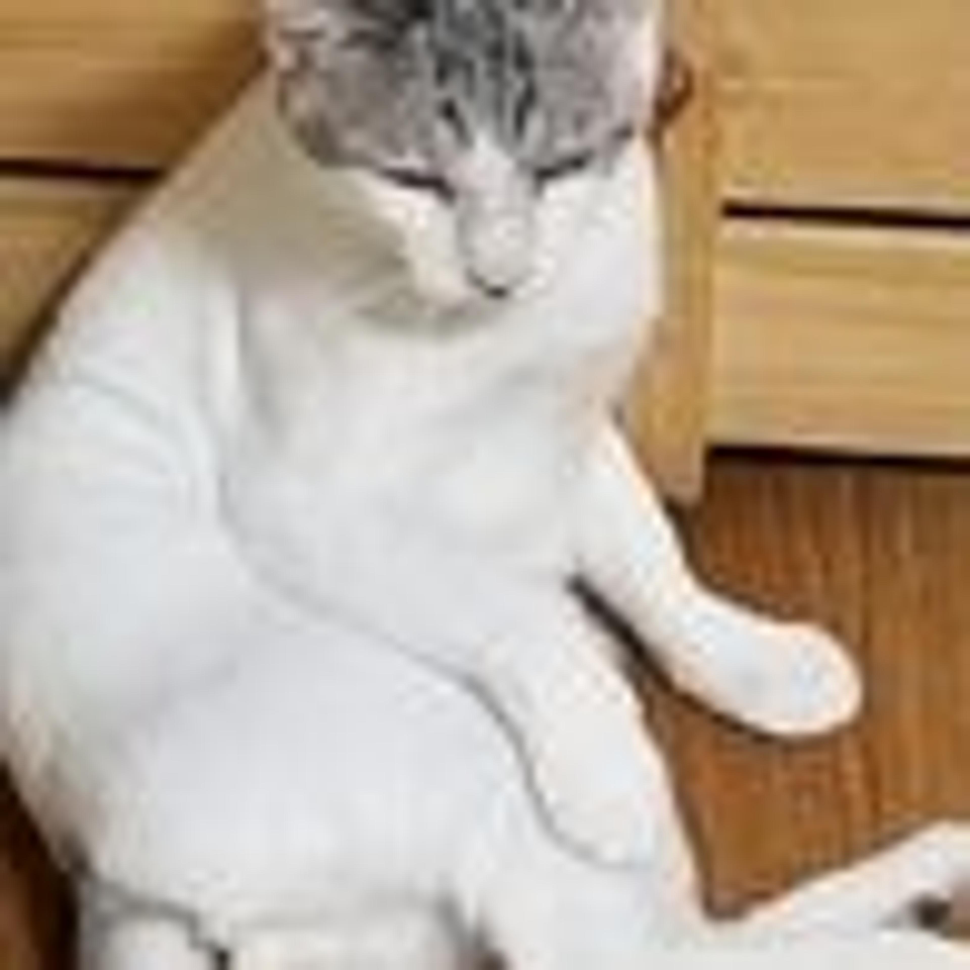 pet-image-3