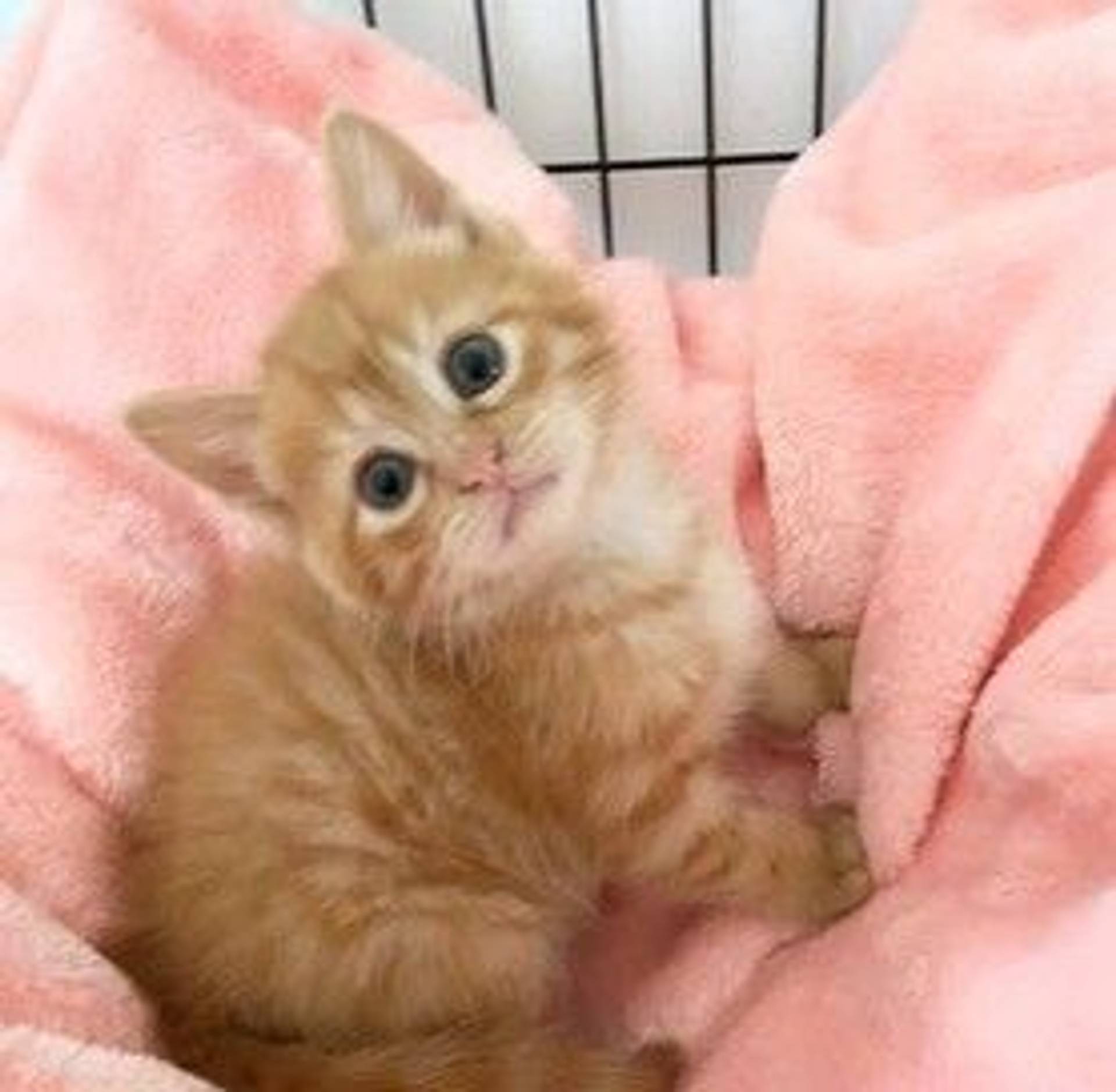 雑種（ミックス猫）・メスの里親募集の写真