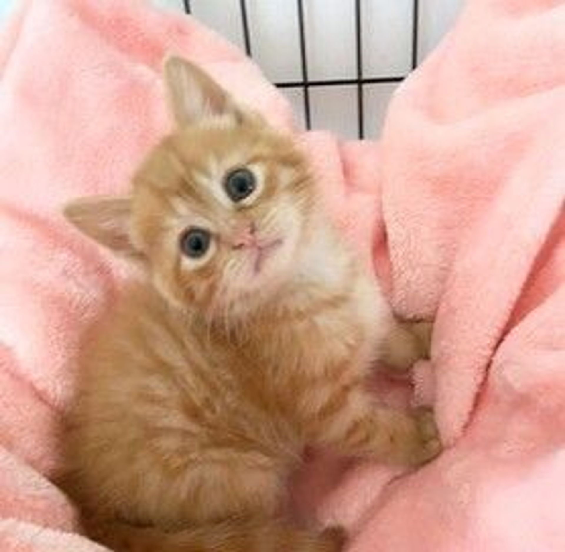 雑種（ミックス猫）・メスの里親募集の写真