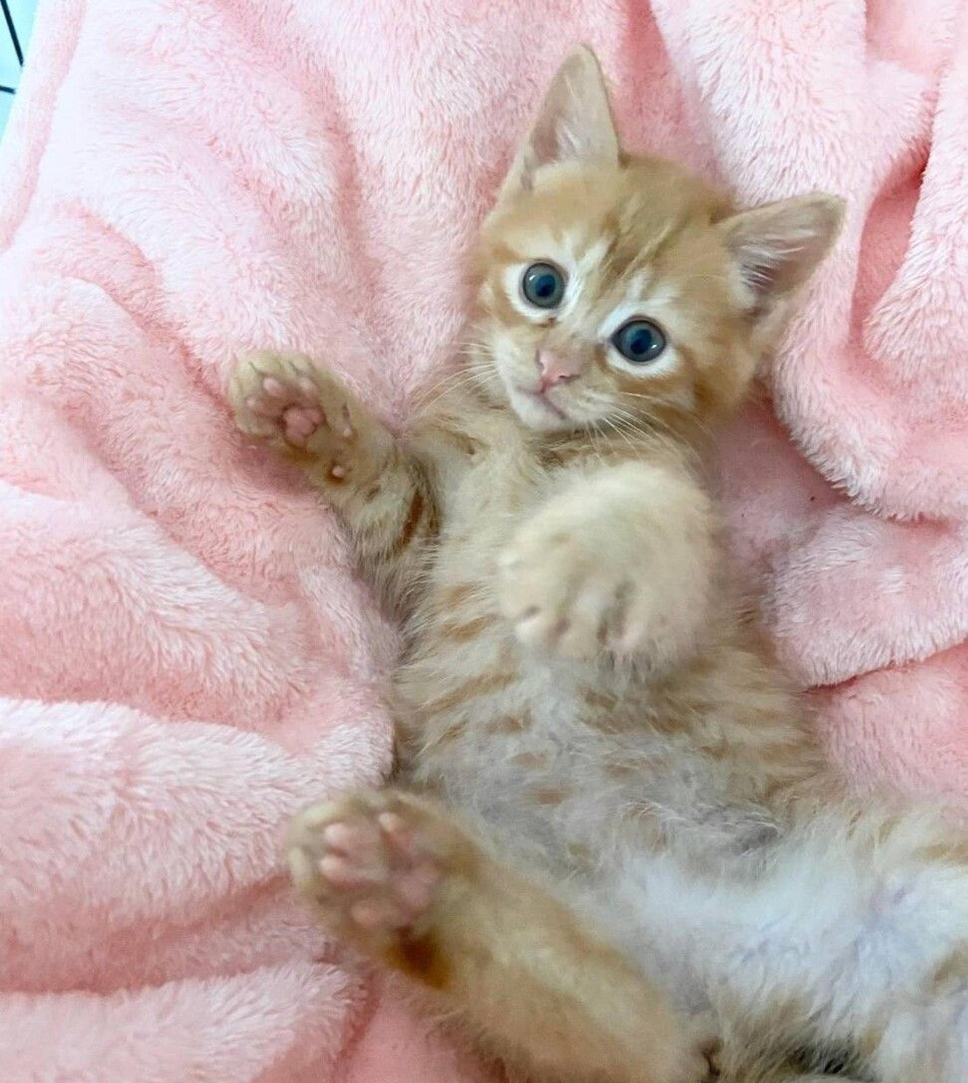 pet-image-2