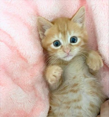 チャコちゃん