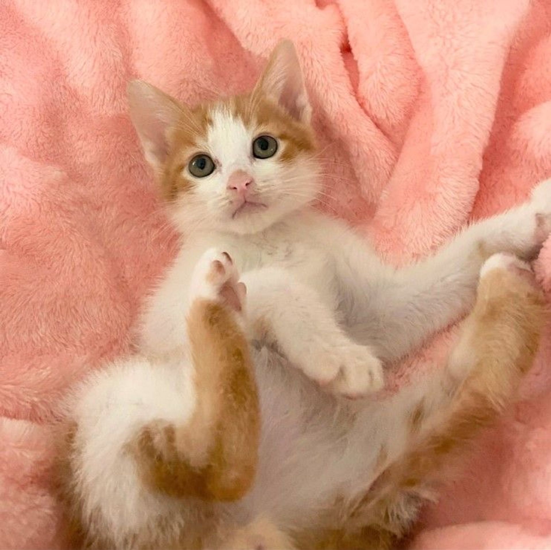雑種（ミックス猫）・オスの里親募集の写真