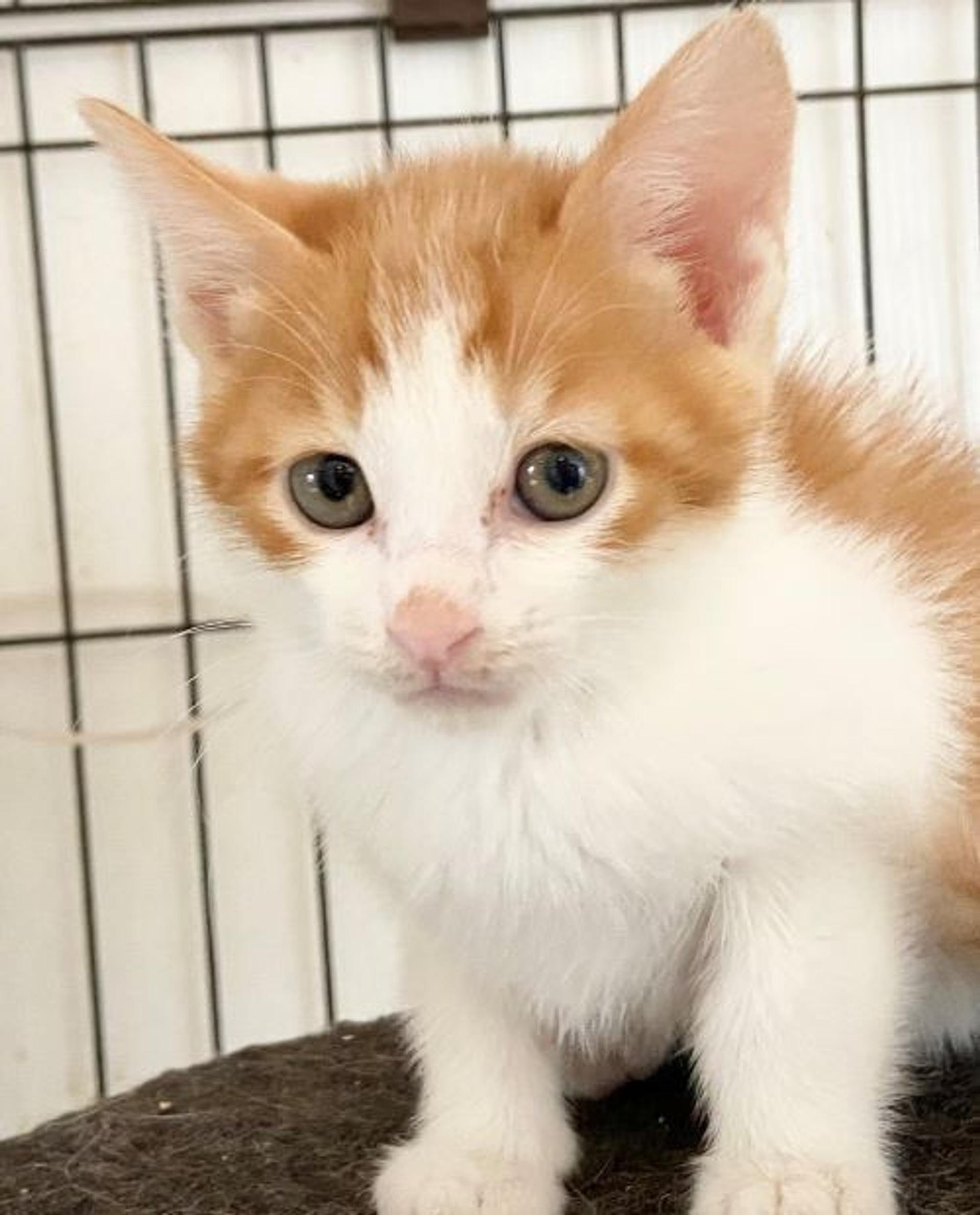 pet-image-2