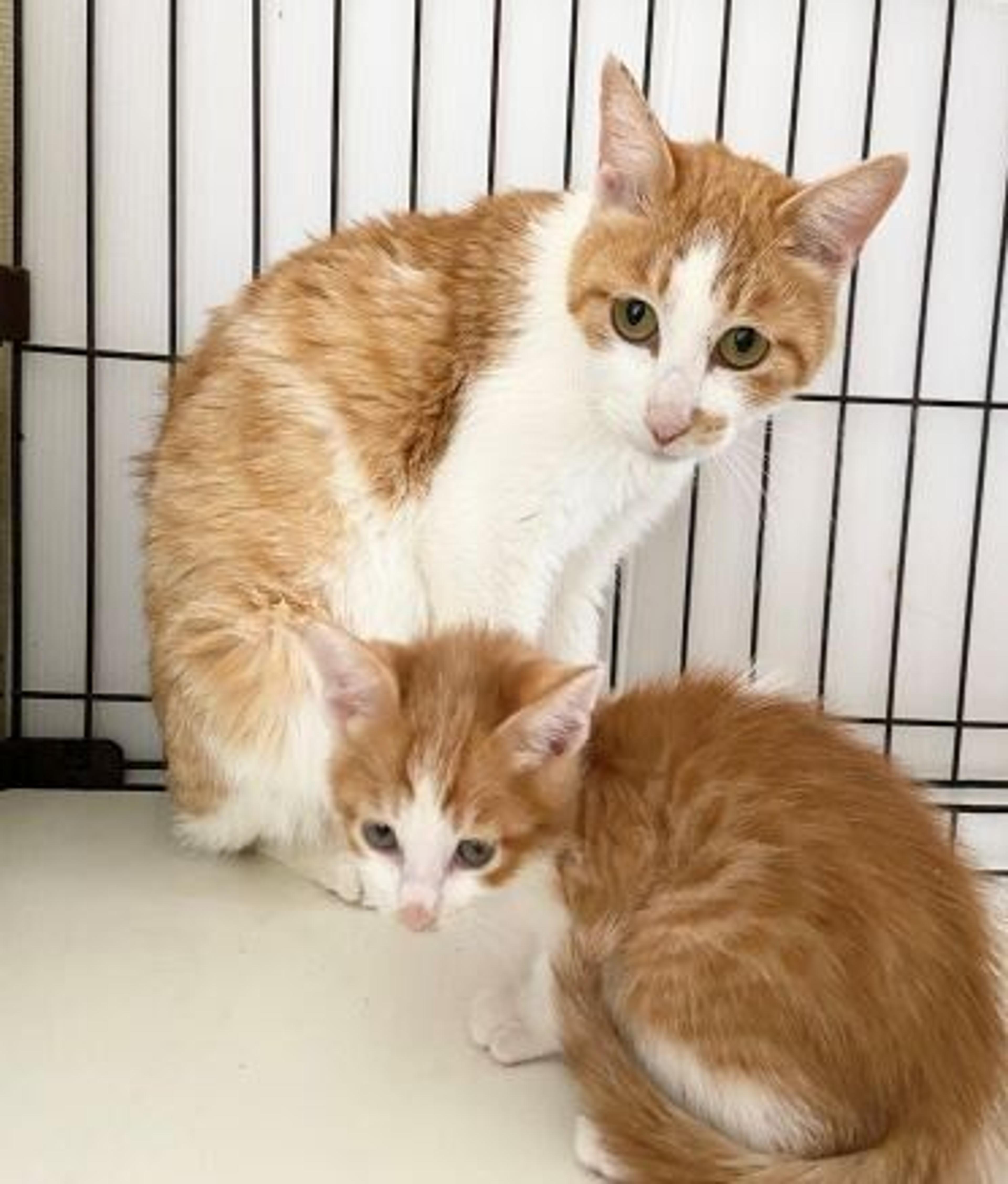 pet-image-3