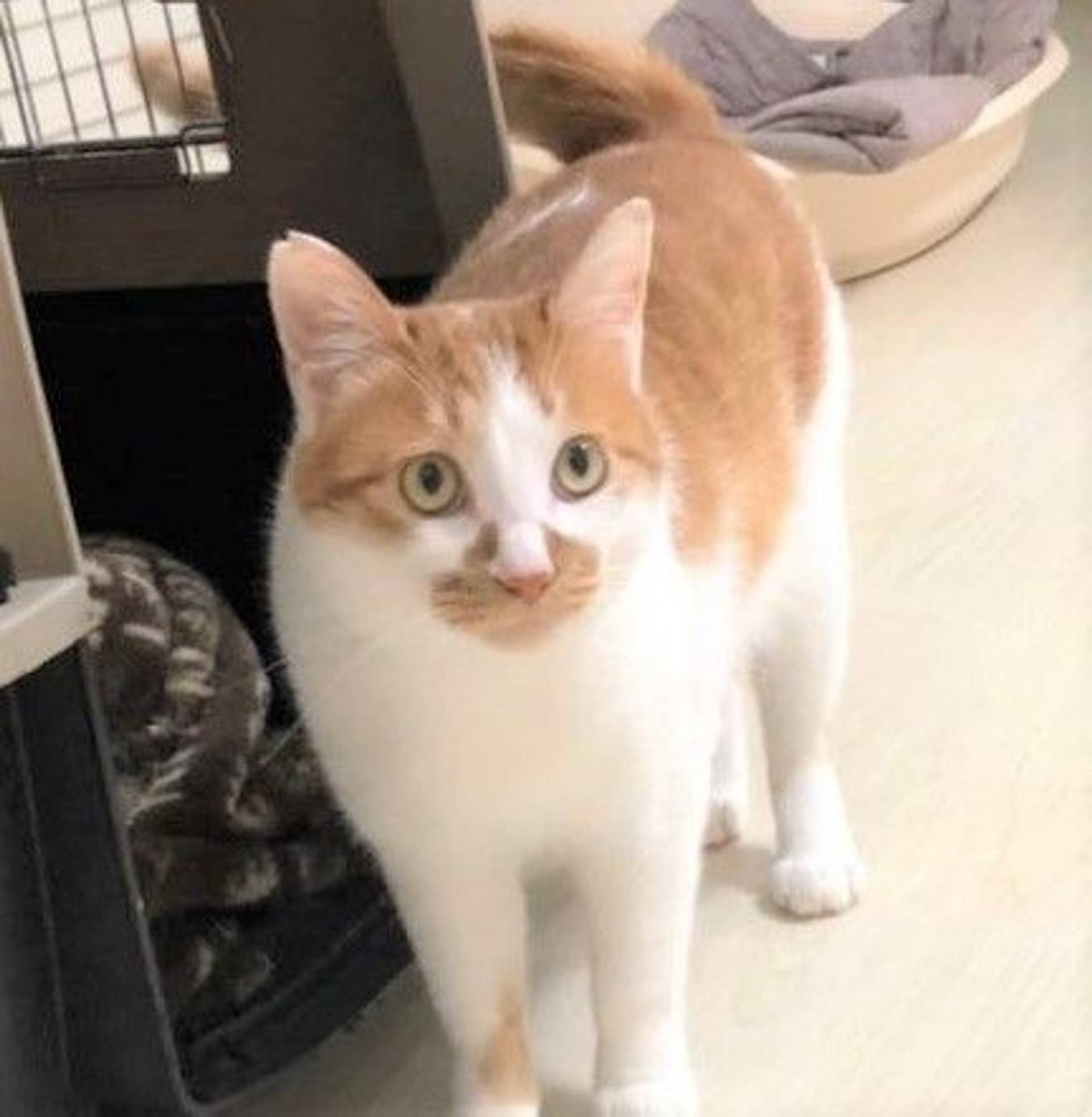 雑種（ミックス猫）・オスの里親募集の写真