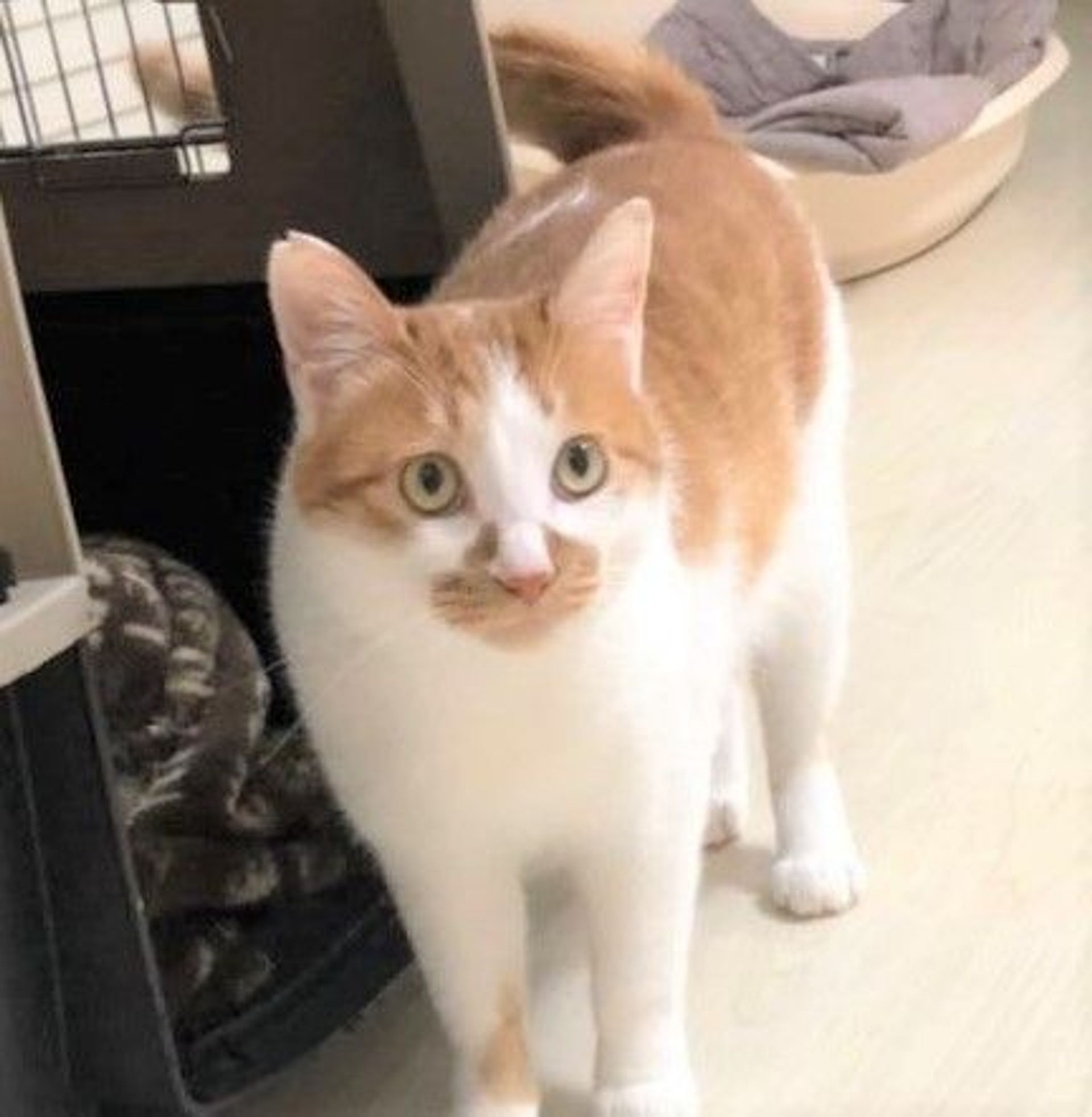 雑種（ミックス猫）・オスの里親募集の写真
