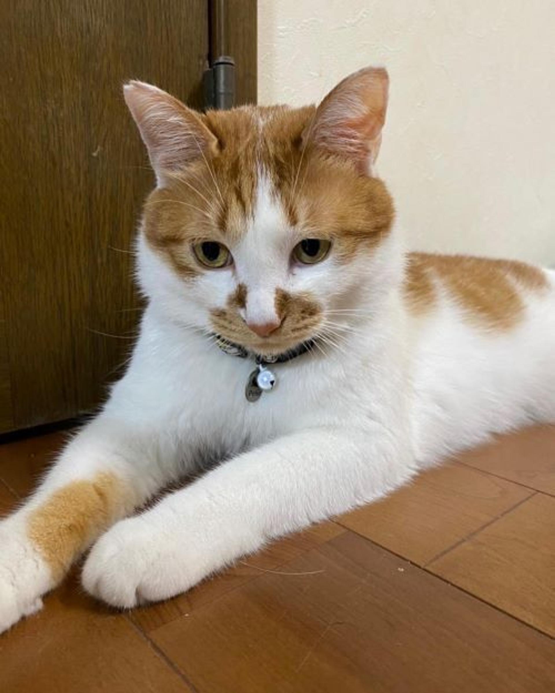 pet-image-2